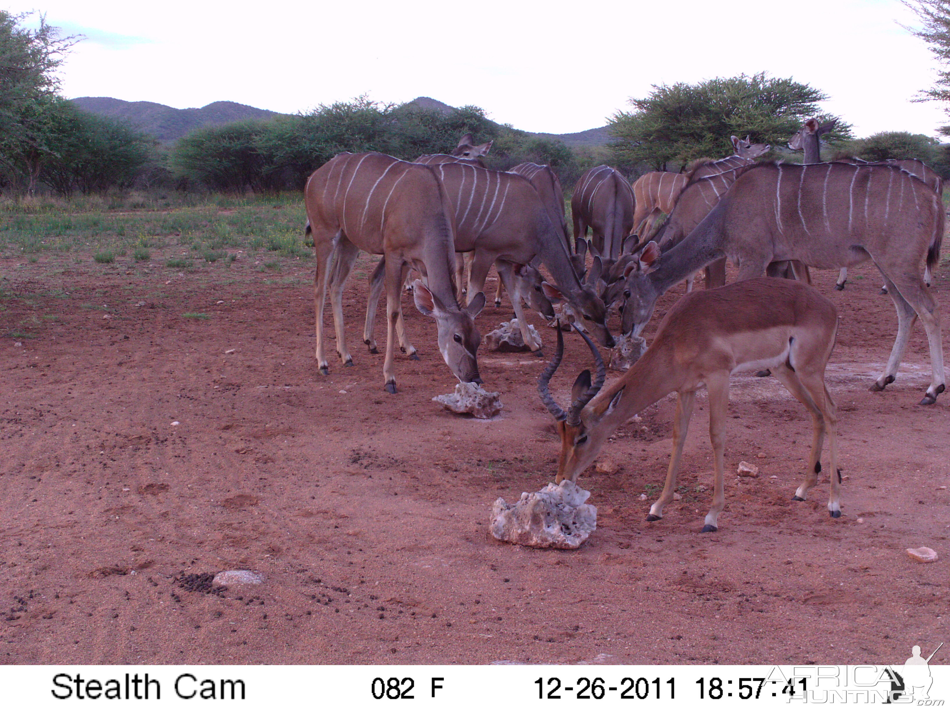 Trail Camera Namibia