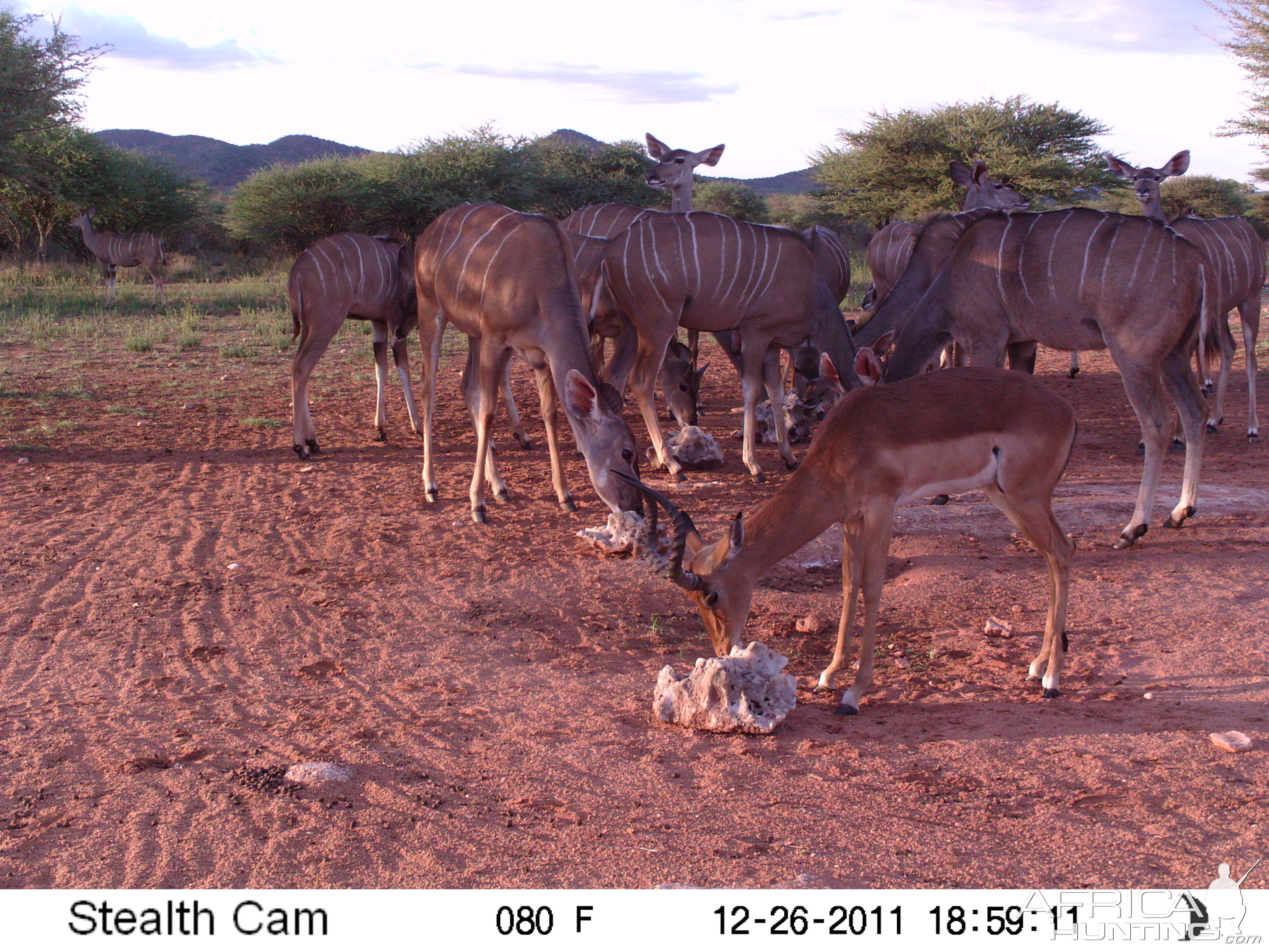 Trail Camera Namibia