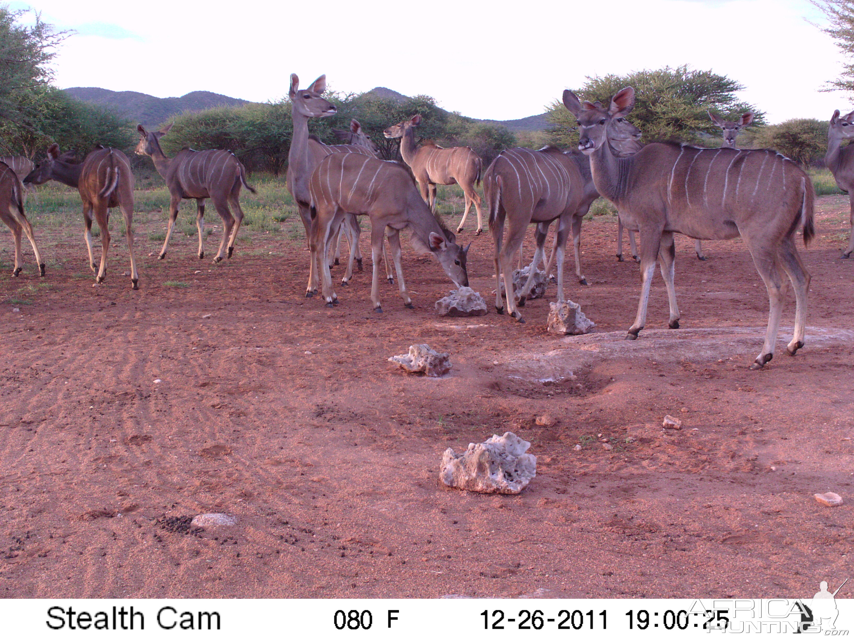 Trail Camera Namibia