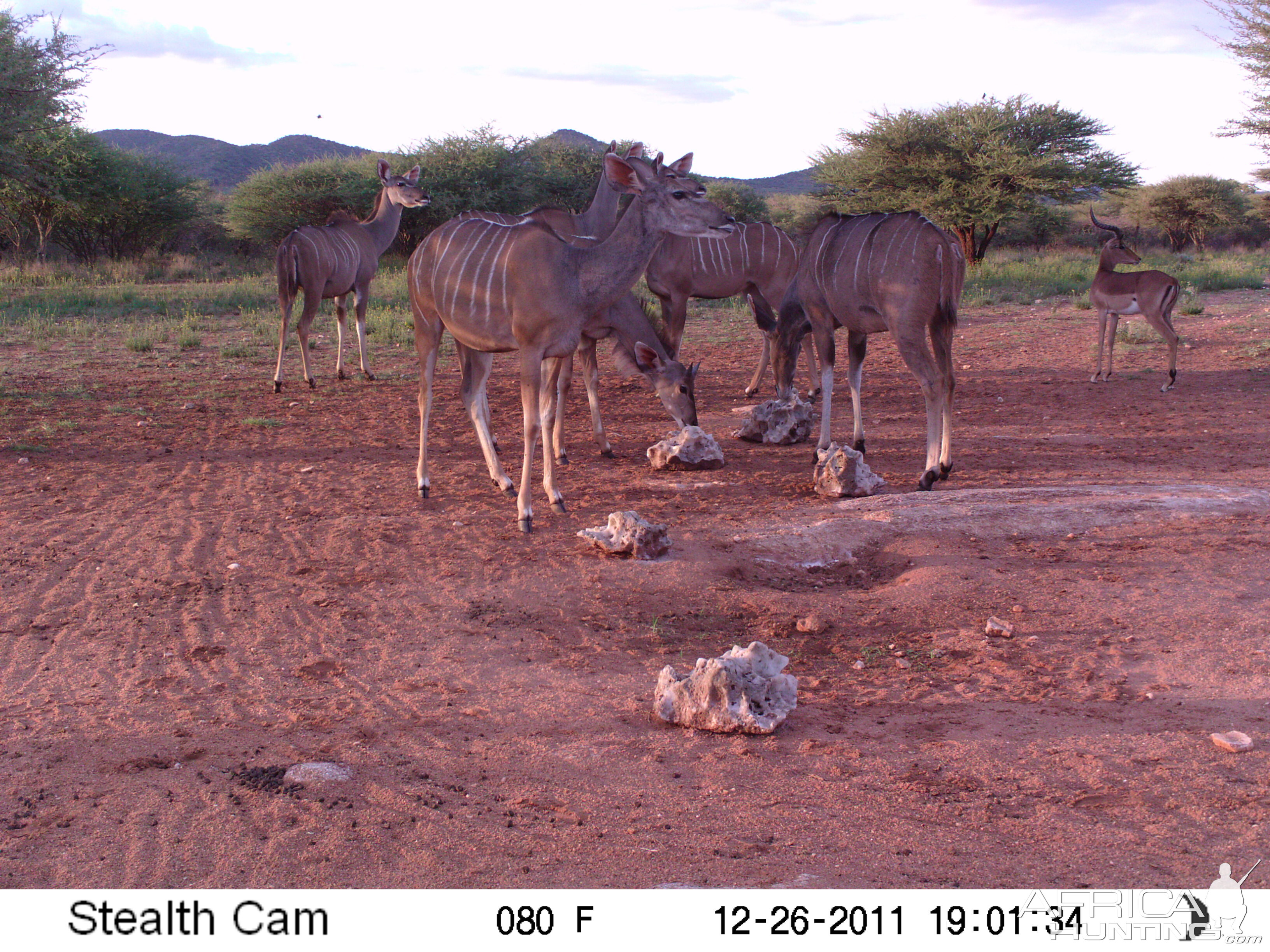 Trail Camera Namibia