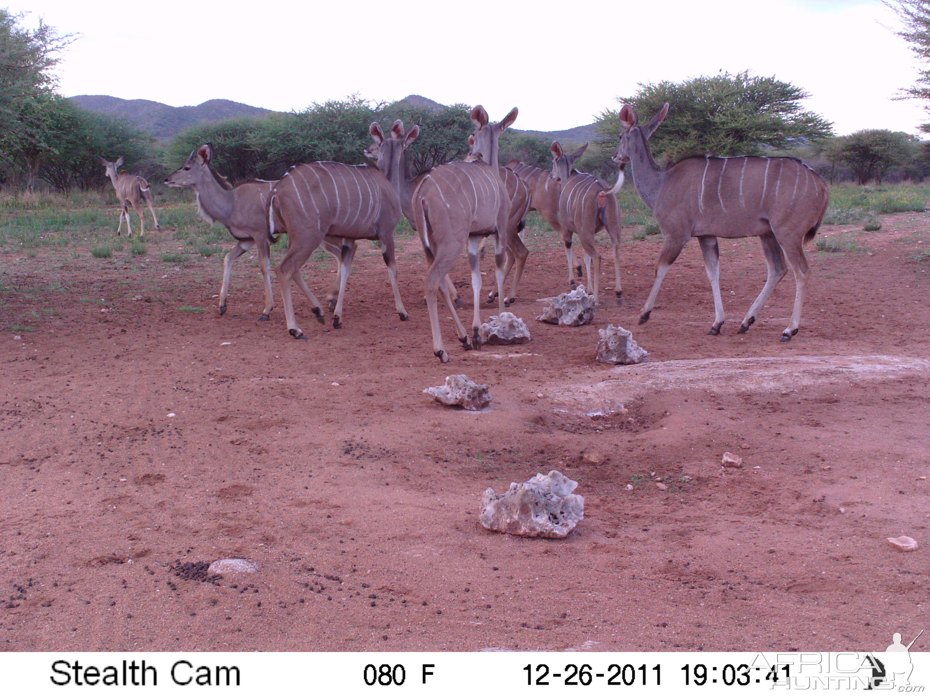 Trail Camera Namibia