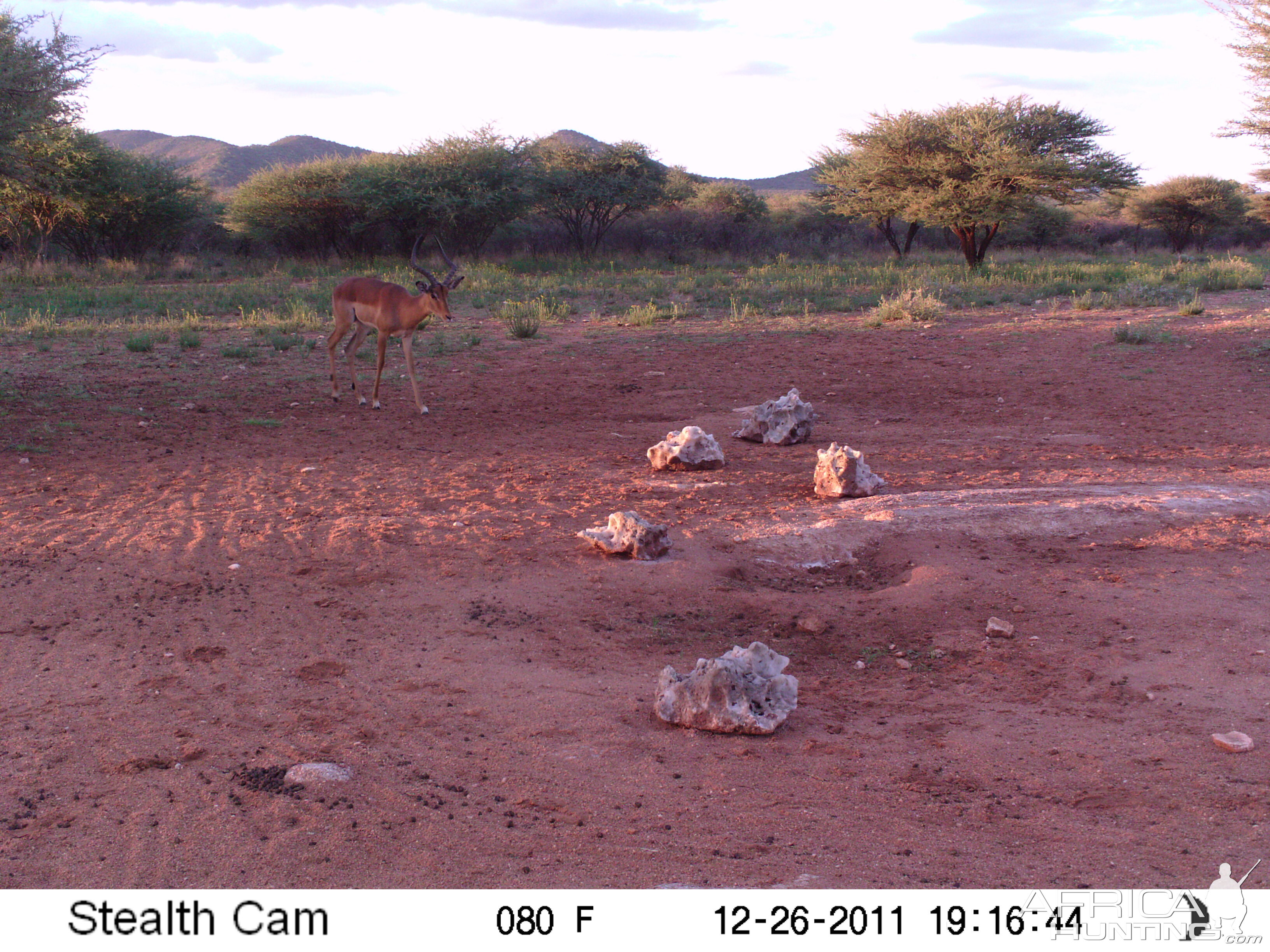 Trail Camera Namibia