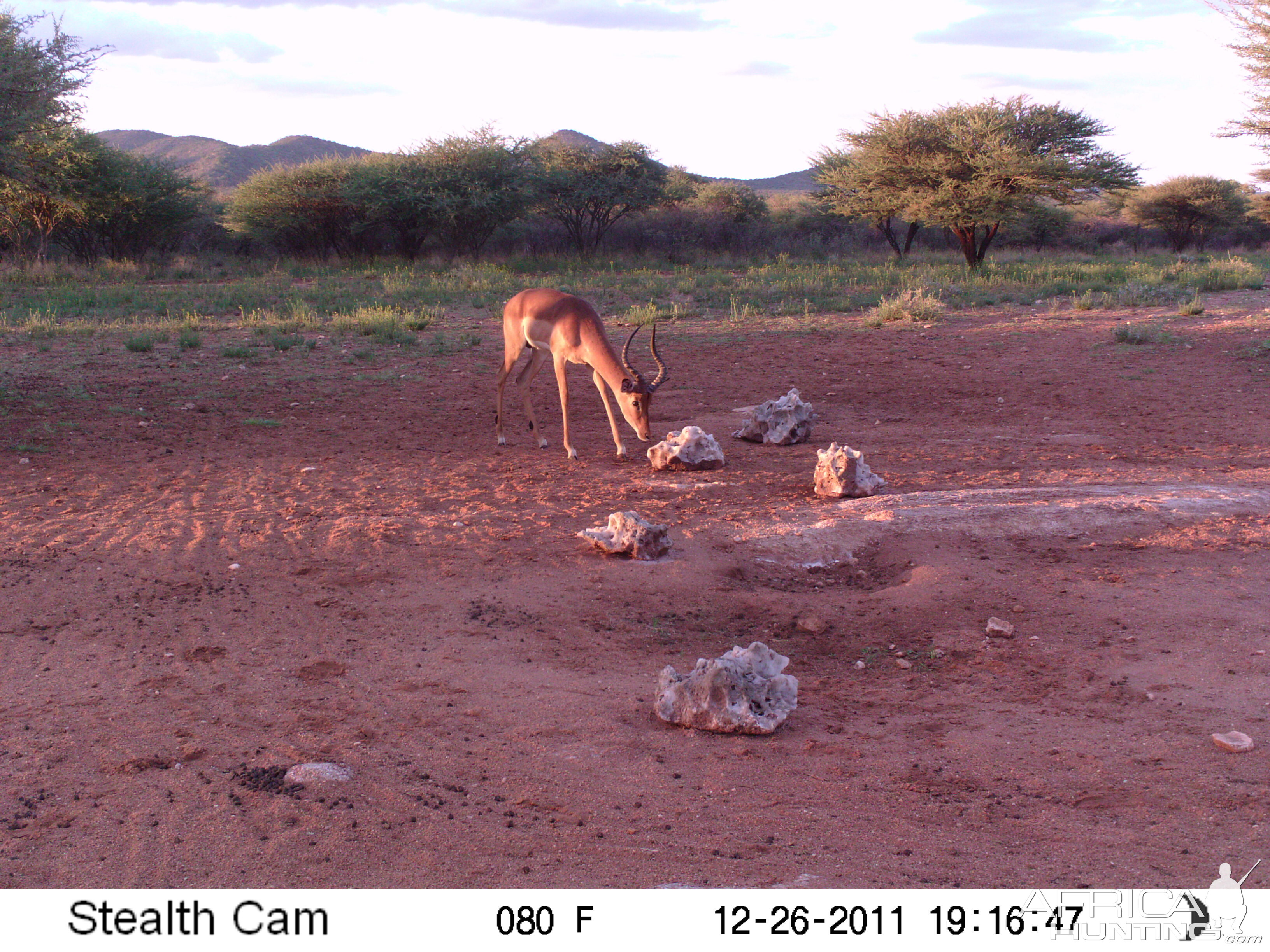 Trail Camera Namibia