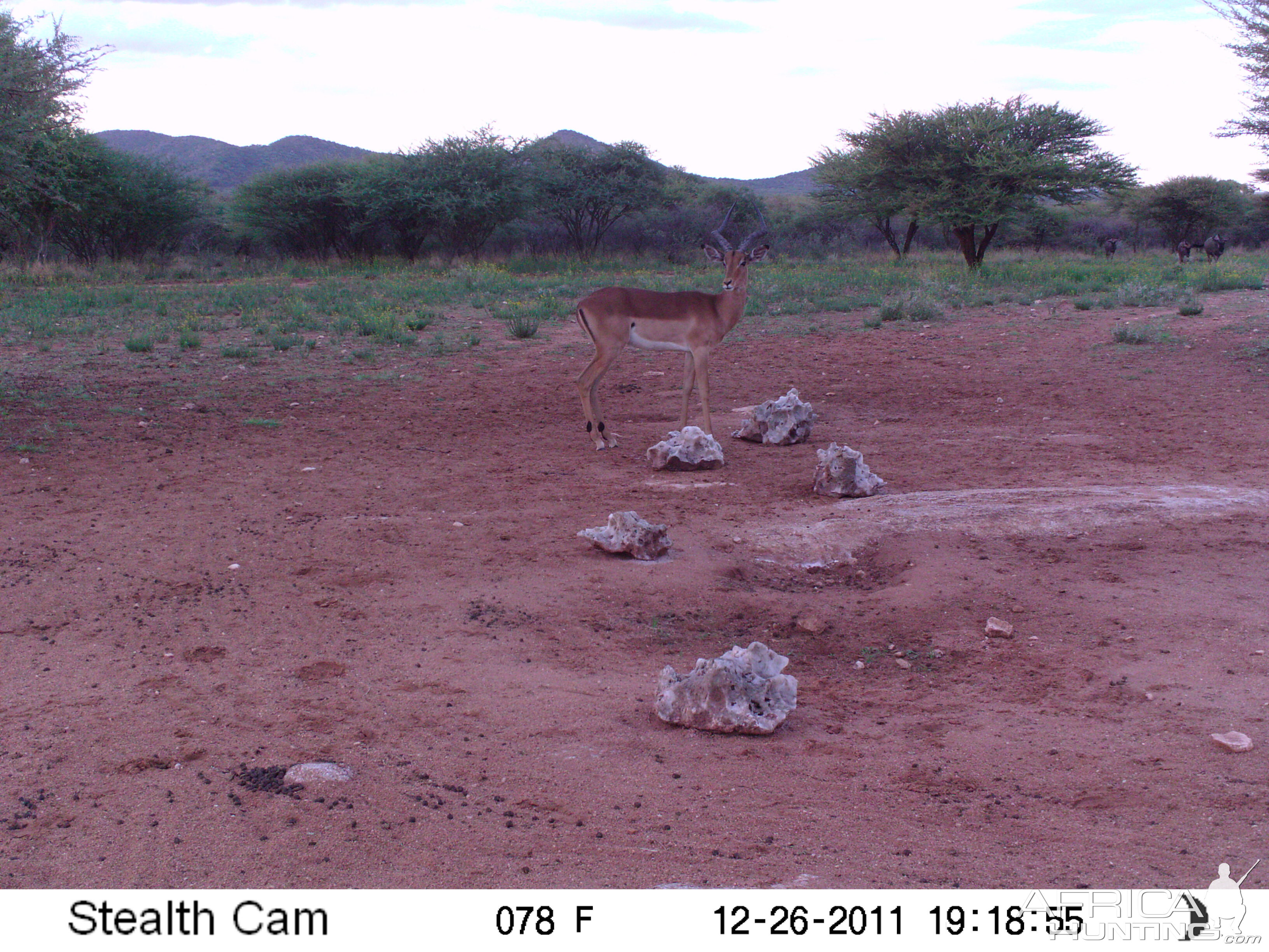 Trail Camera Namibia