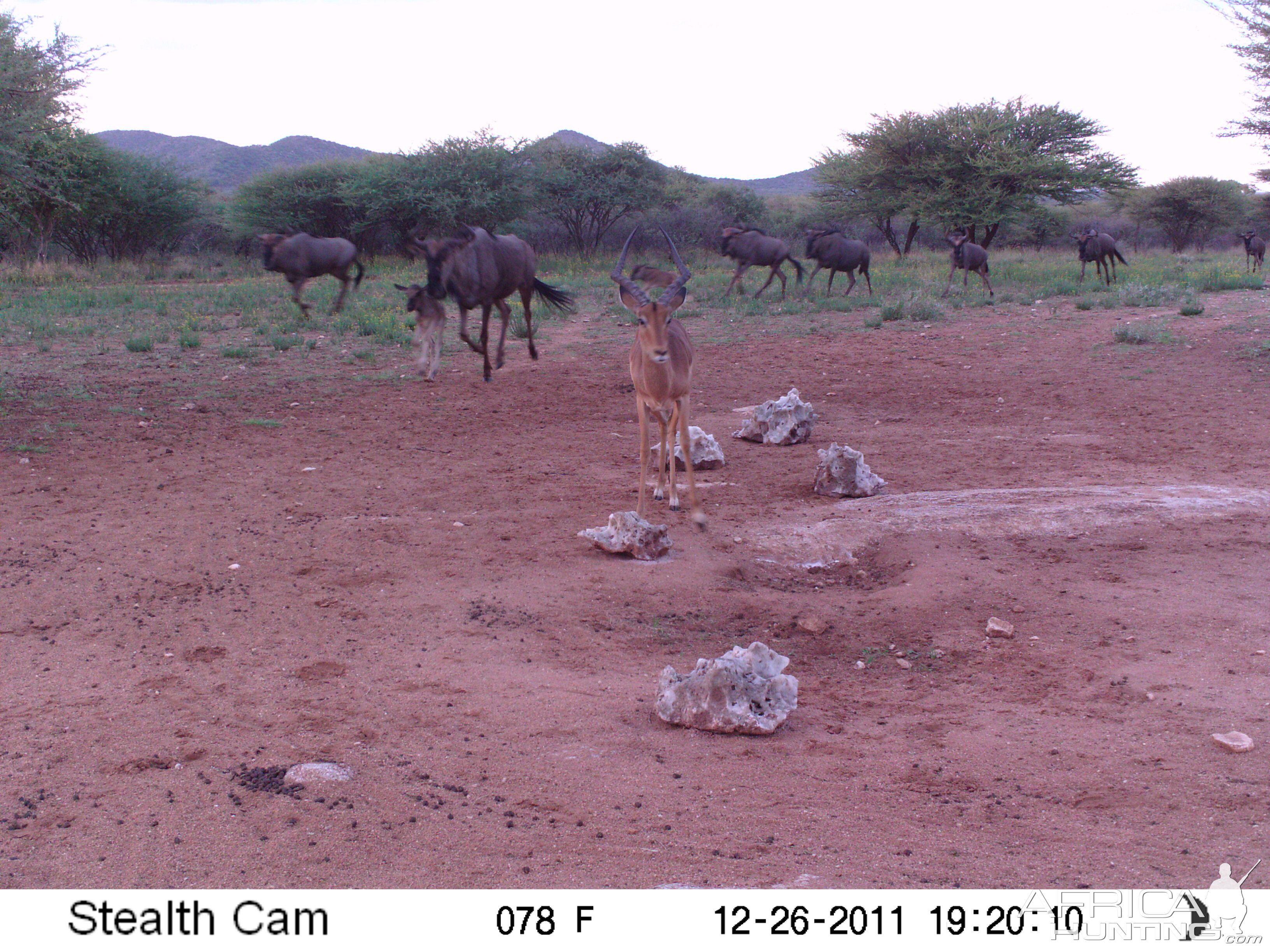 Trail Camera Namibia