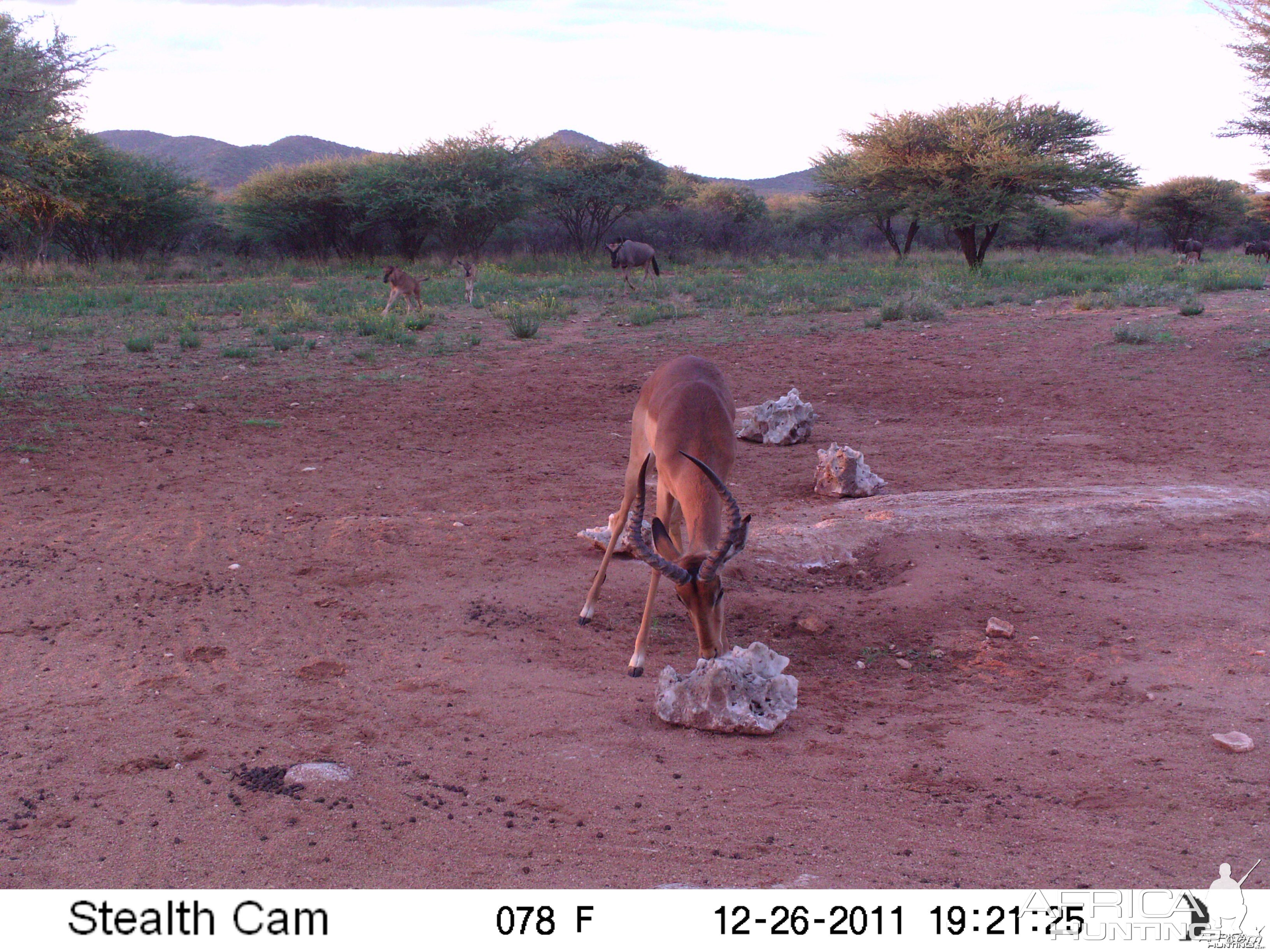 Trail Camera Namibia