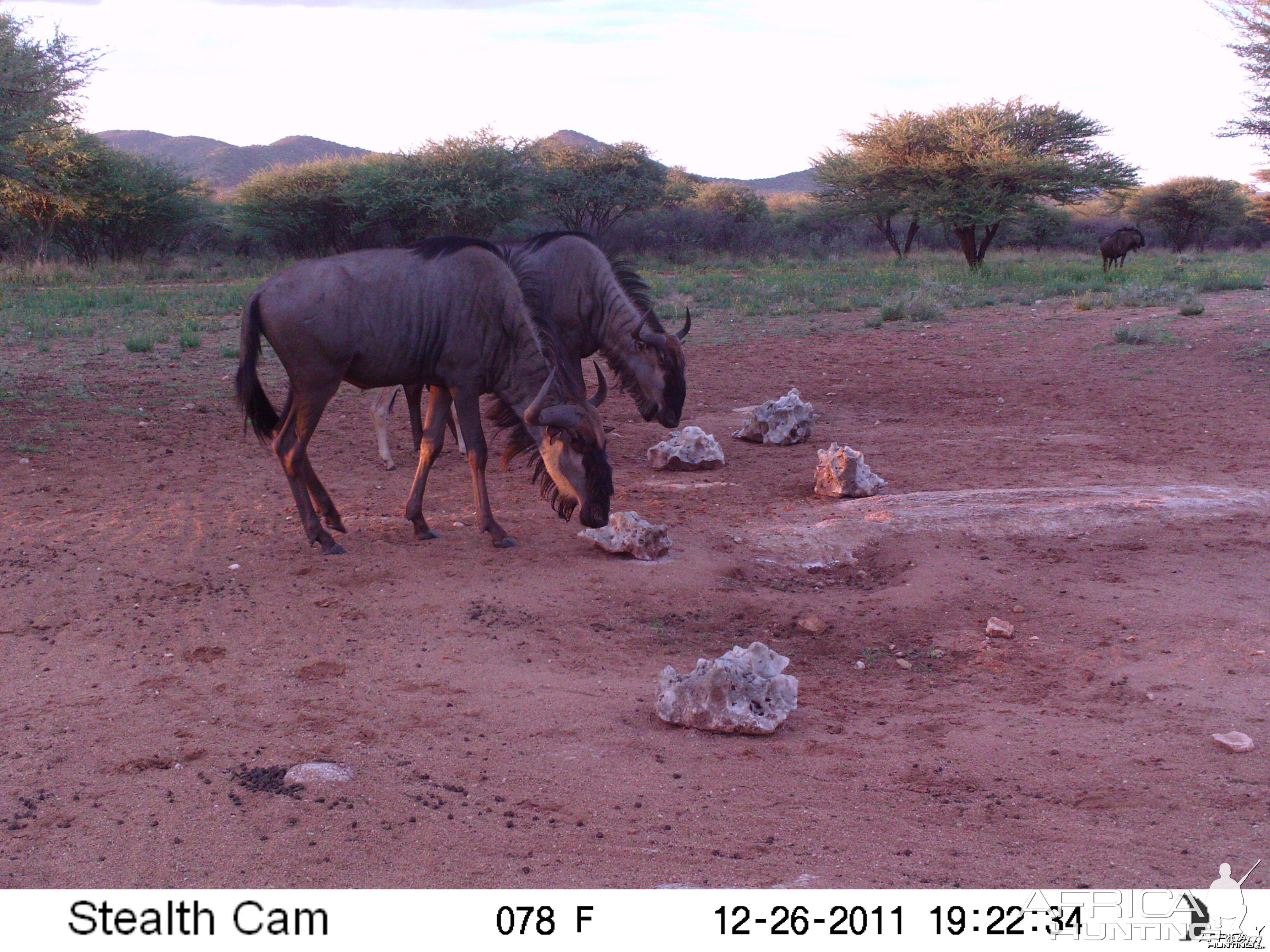 Trail Camera Namibia