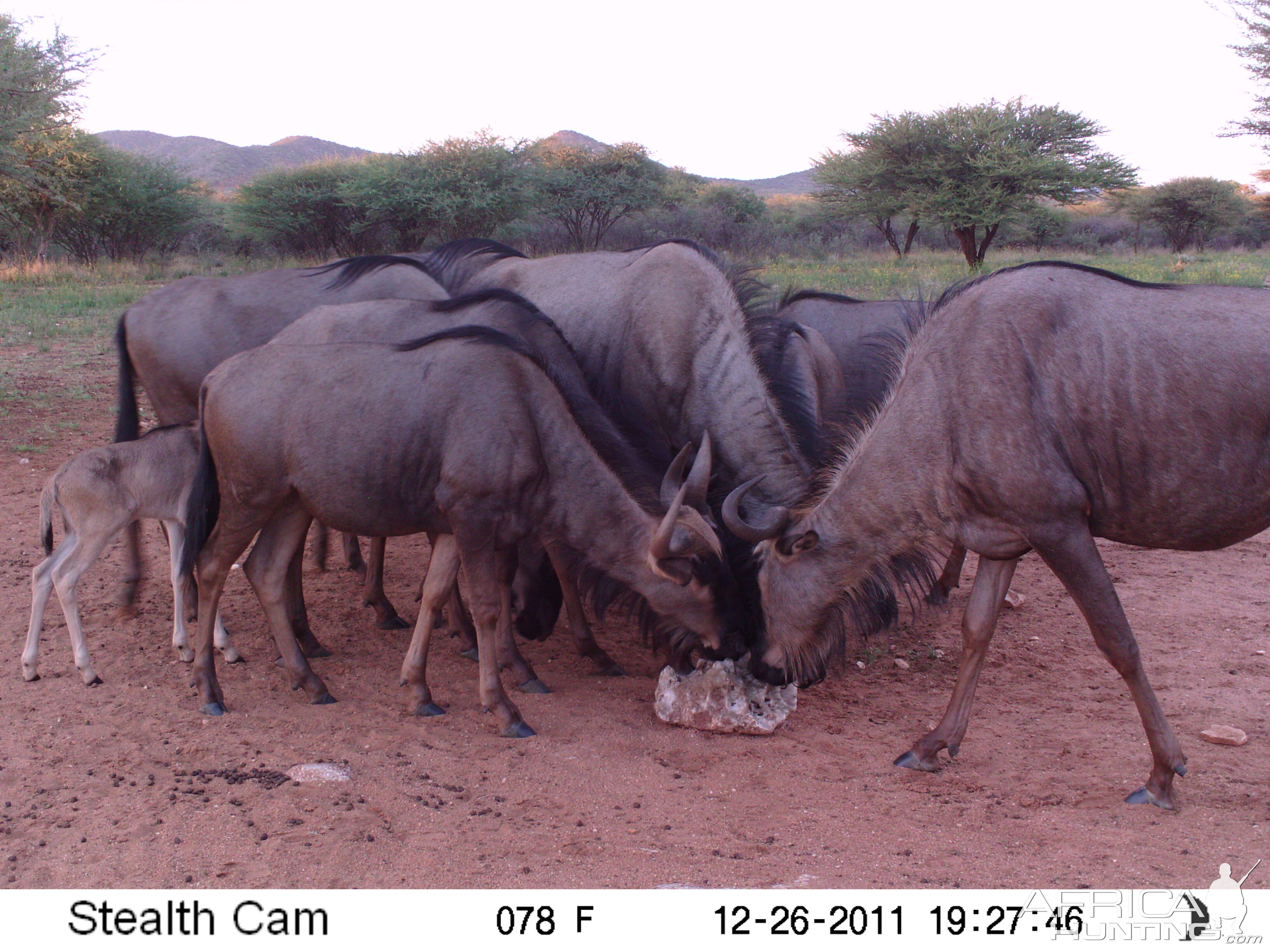 Trail Camera Namibia