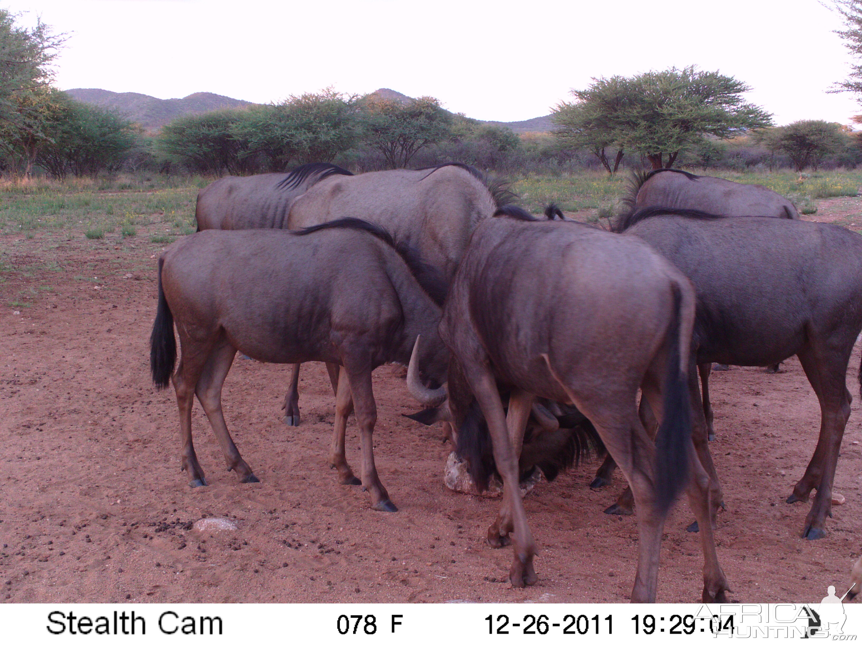 Trail Camera Namibia