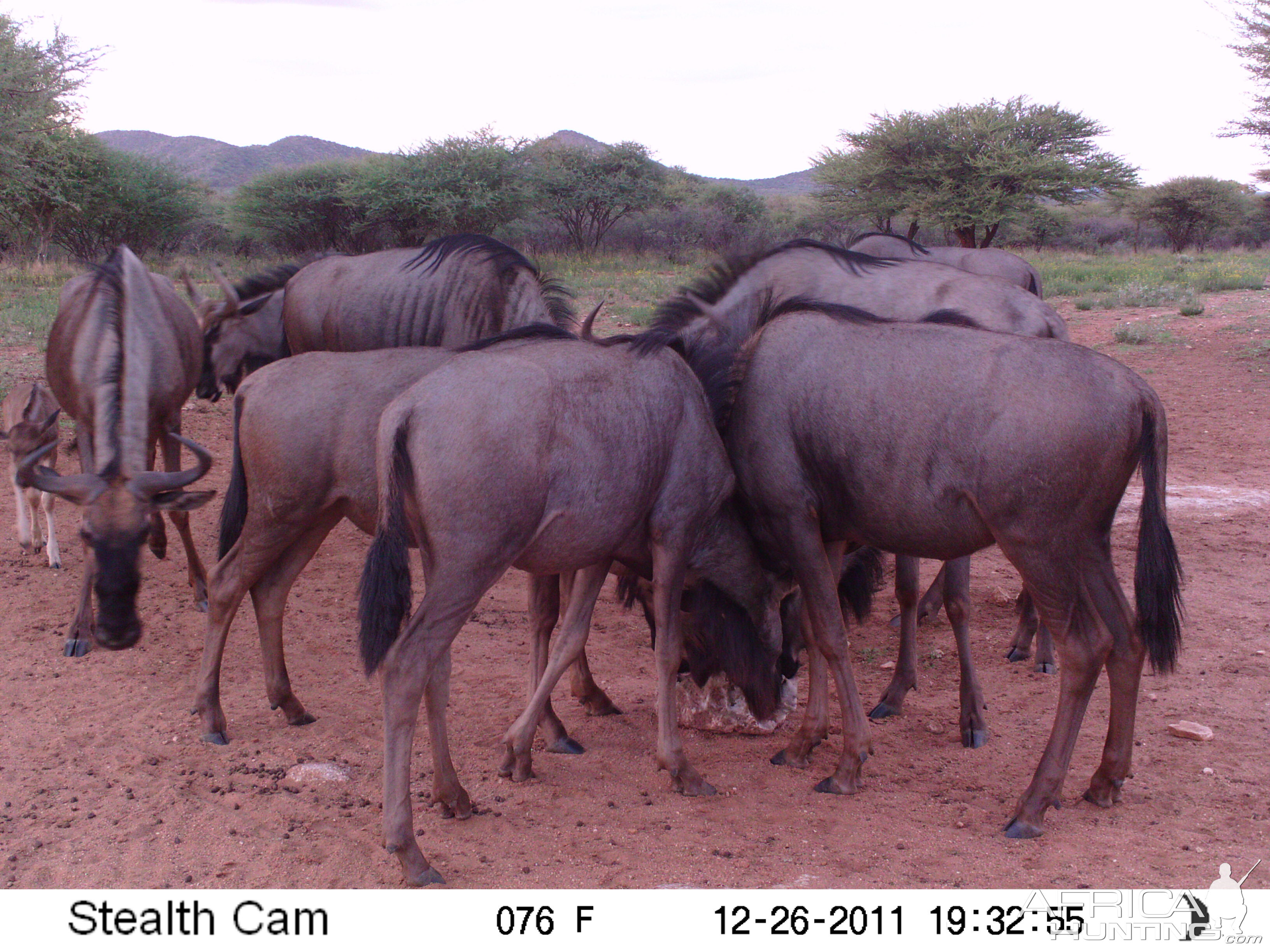 Trail Camera Namibia