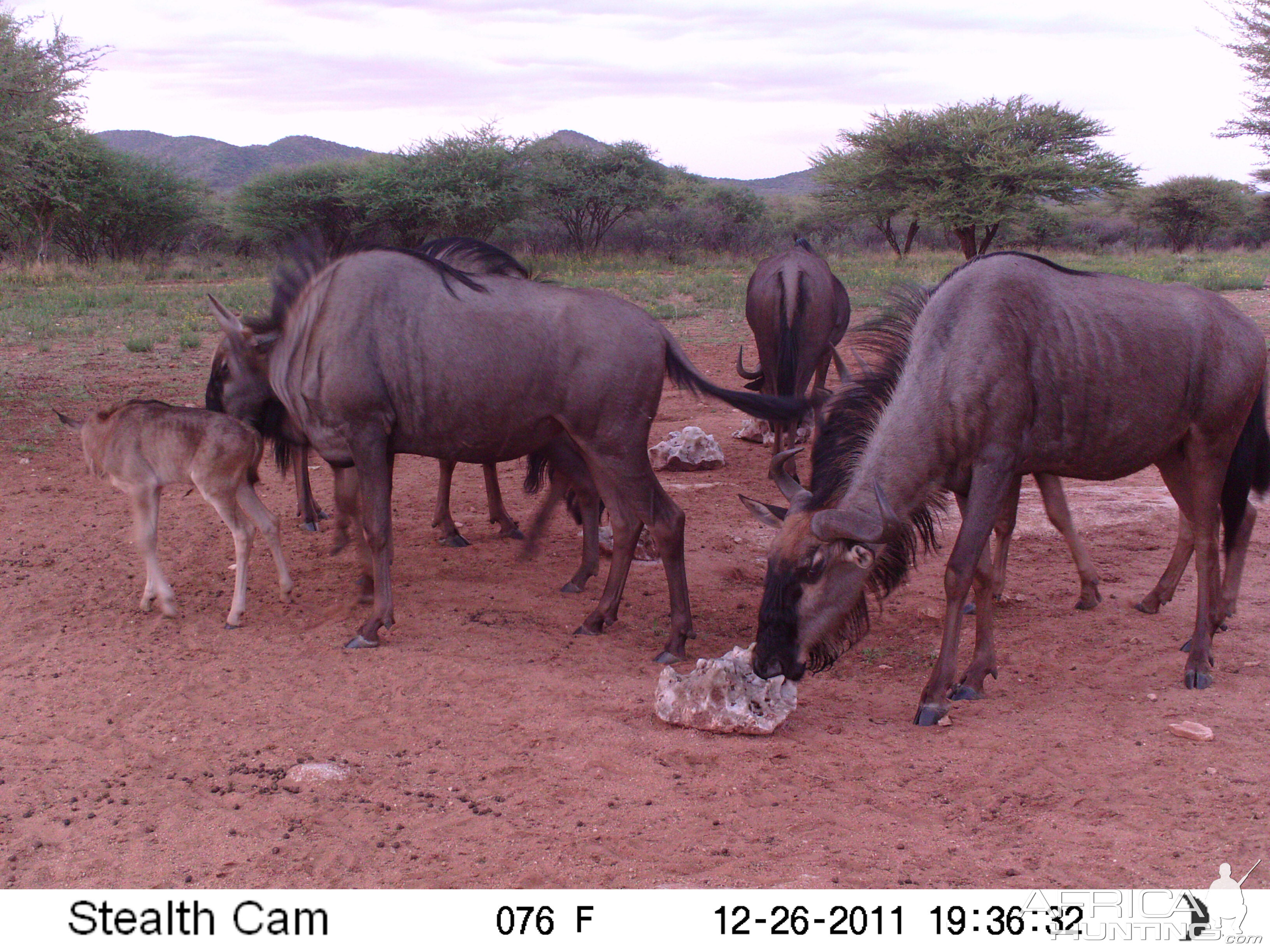 Trail Camera Namibia