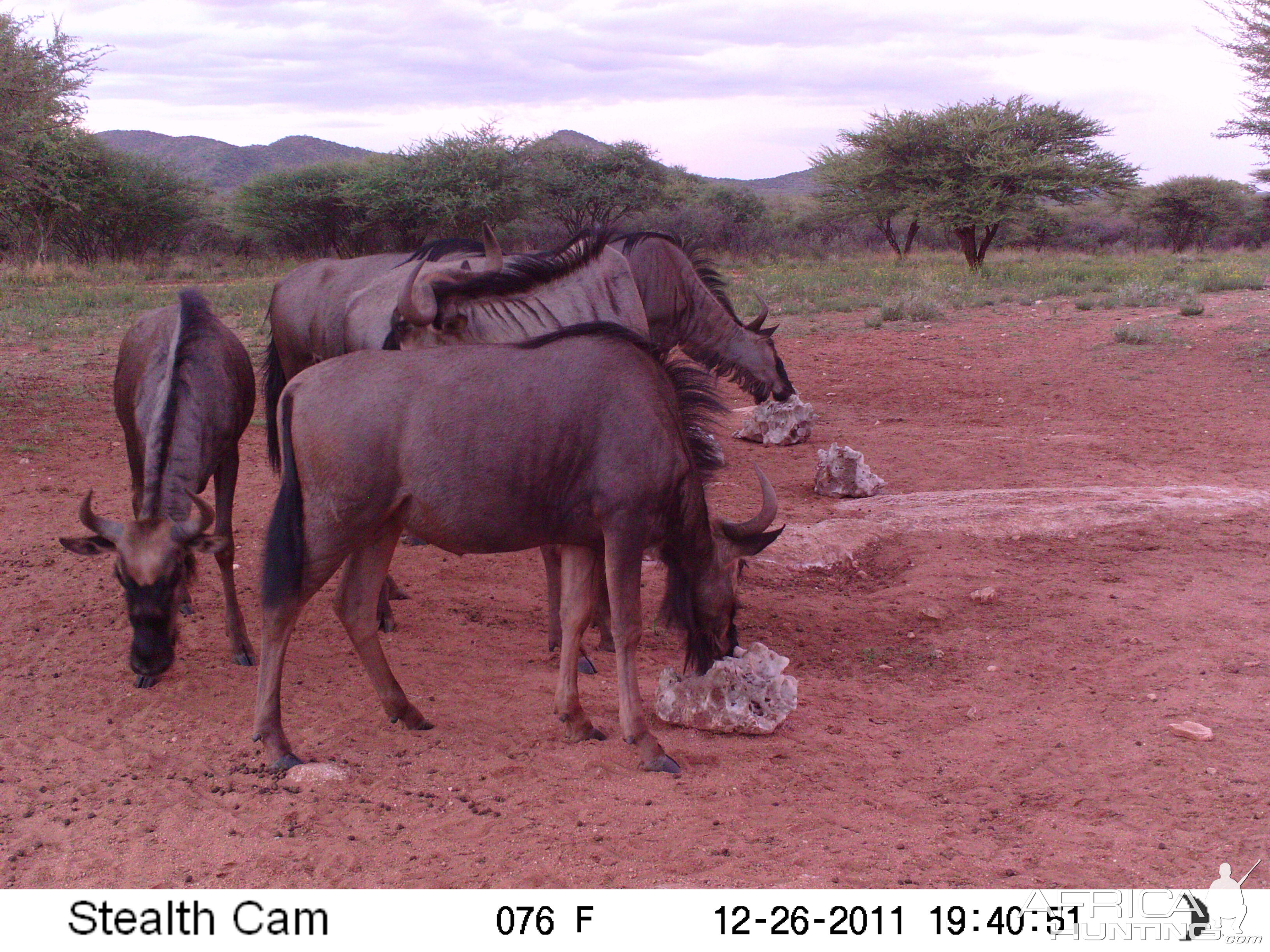 Trail Camera Namibia