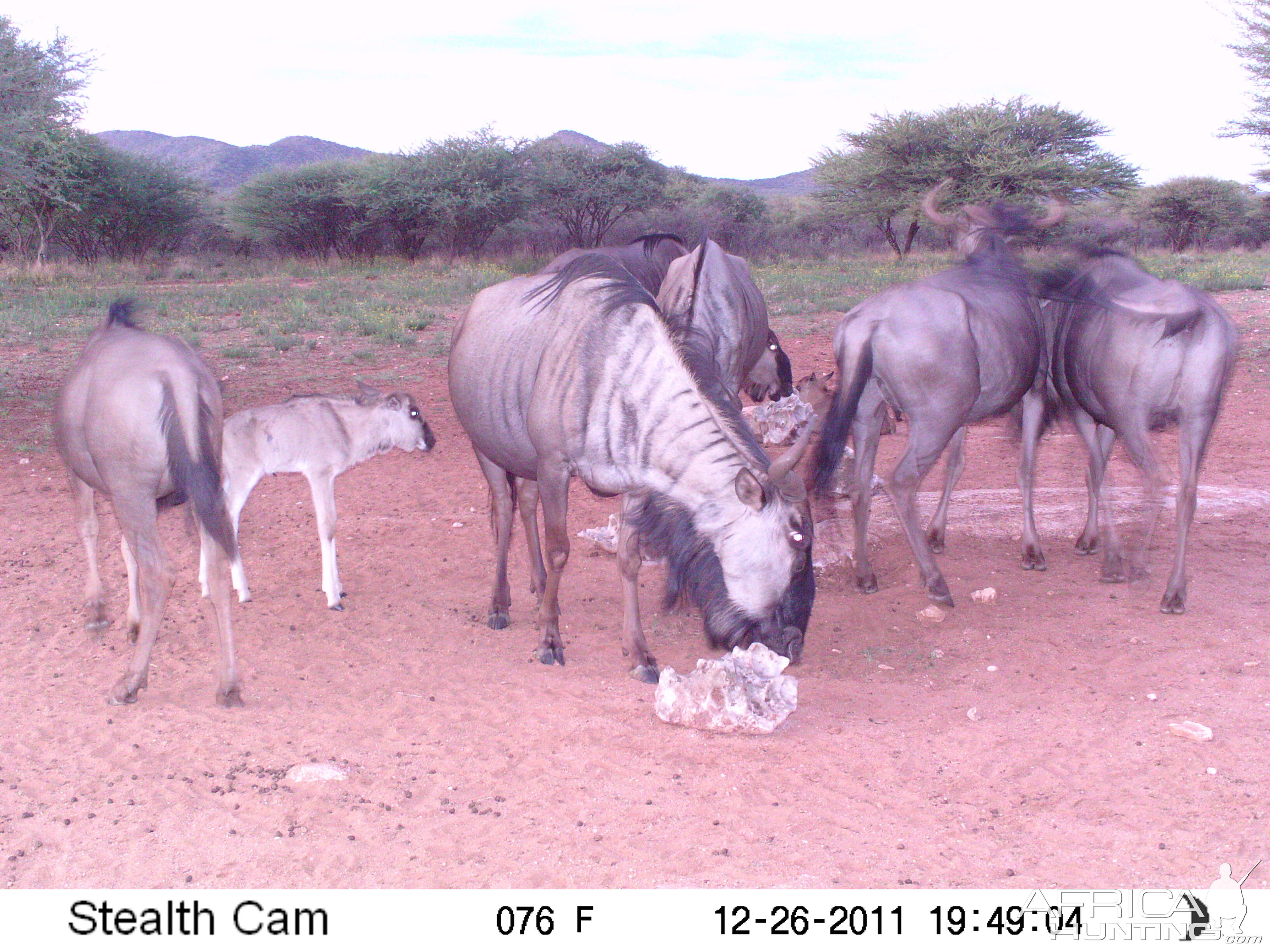 Trail Camera Namibia