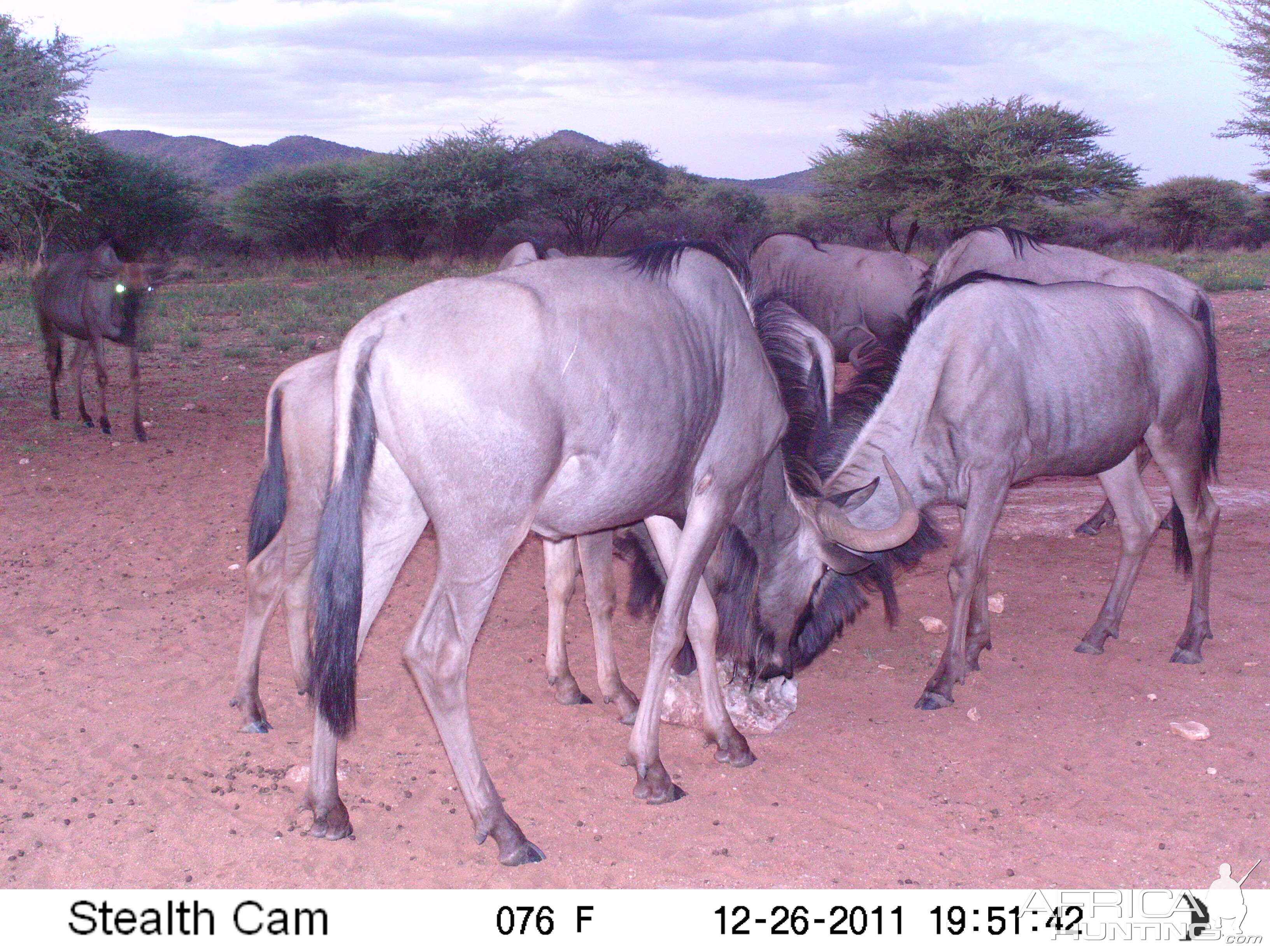 Trail Camera Namibia