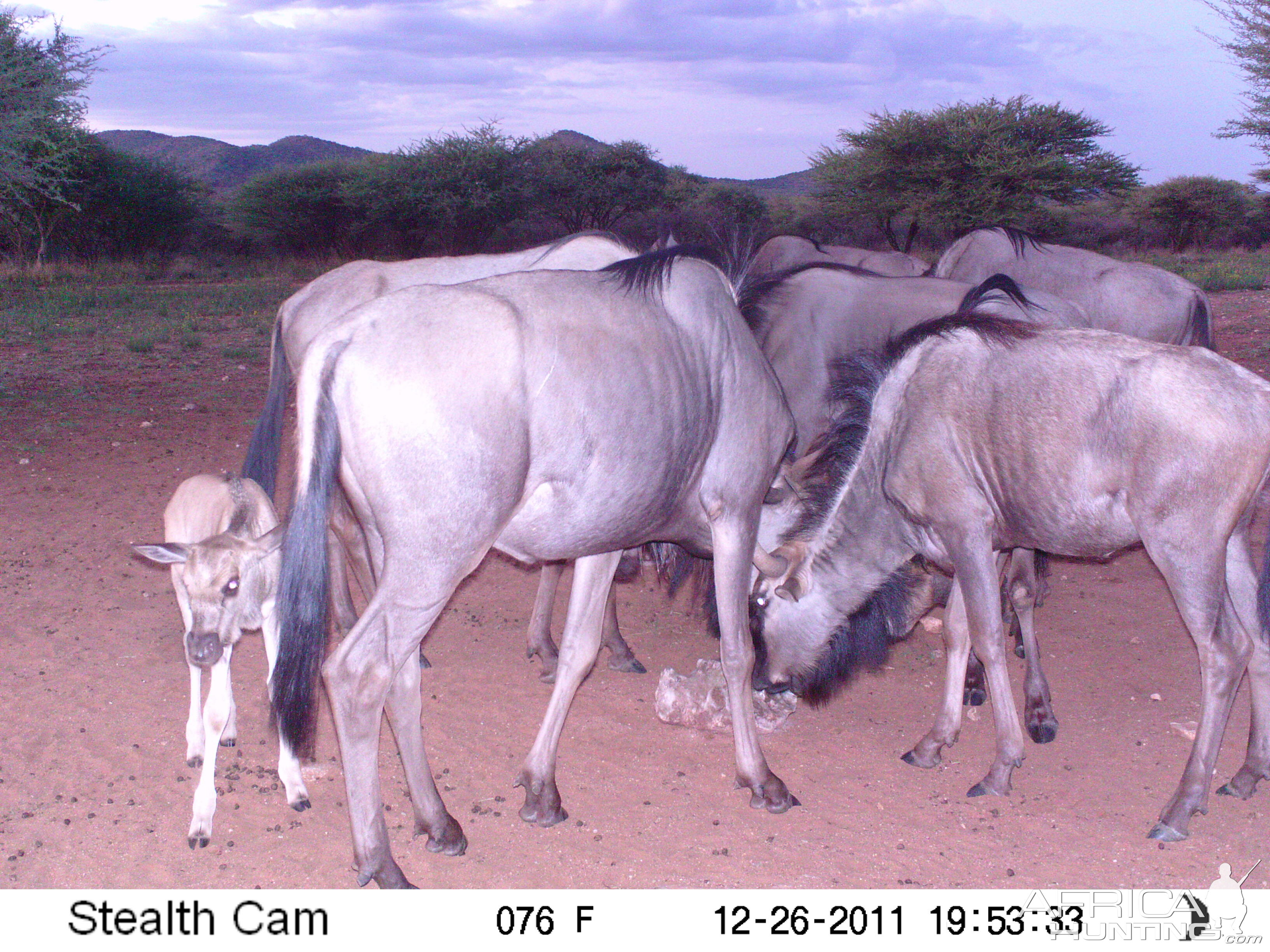 Trail Camera Namibia