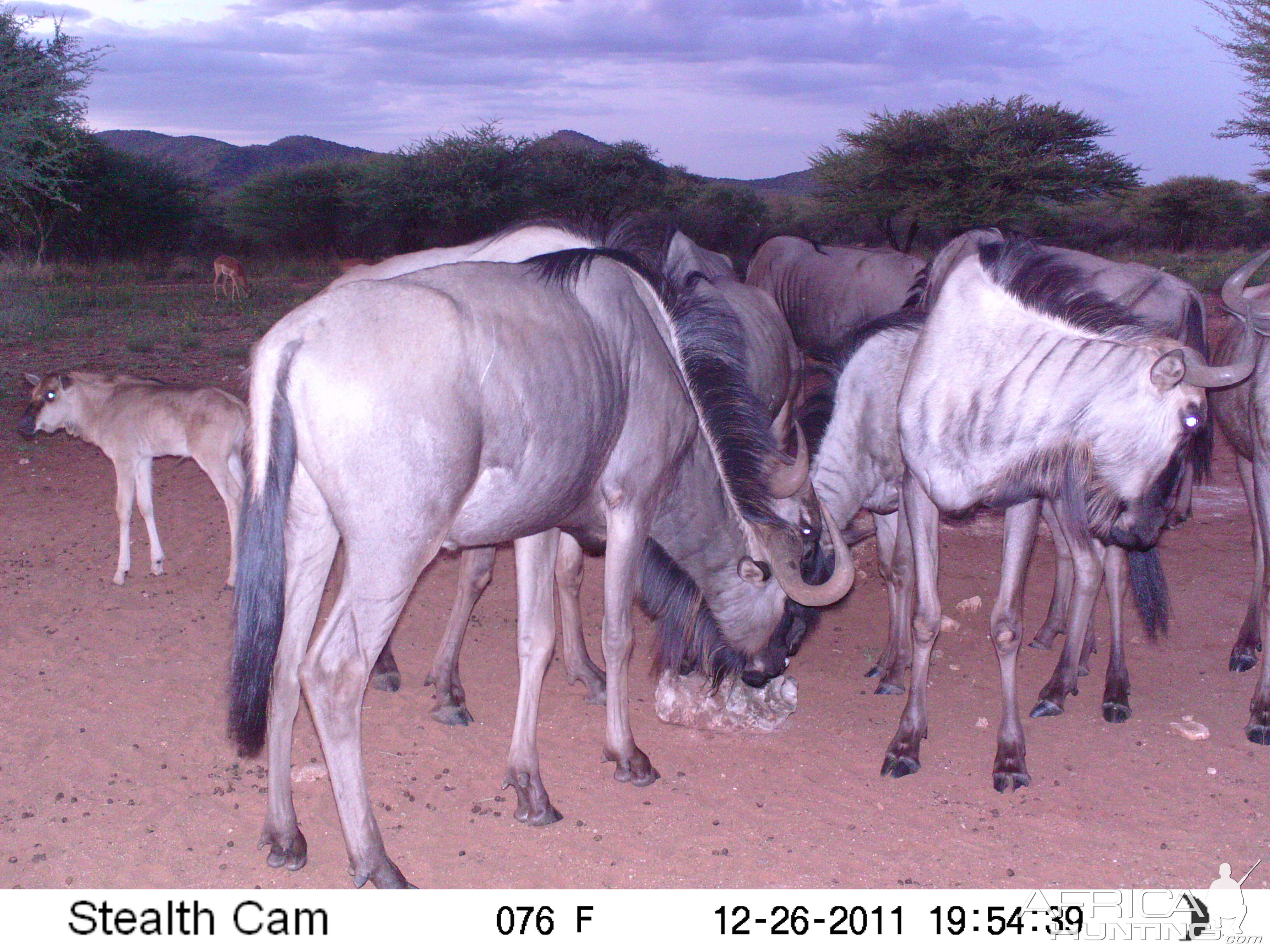 Trail Camera Namibia