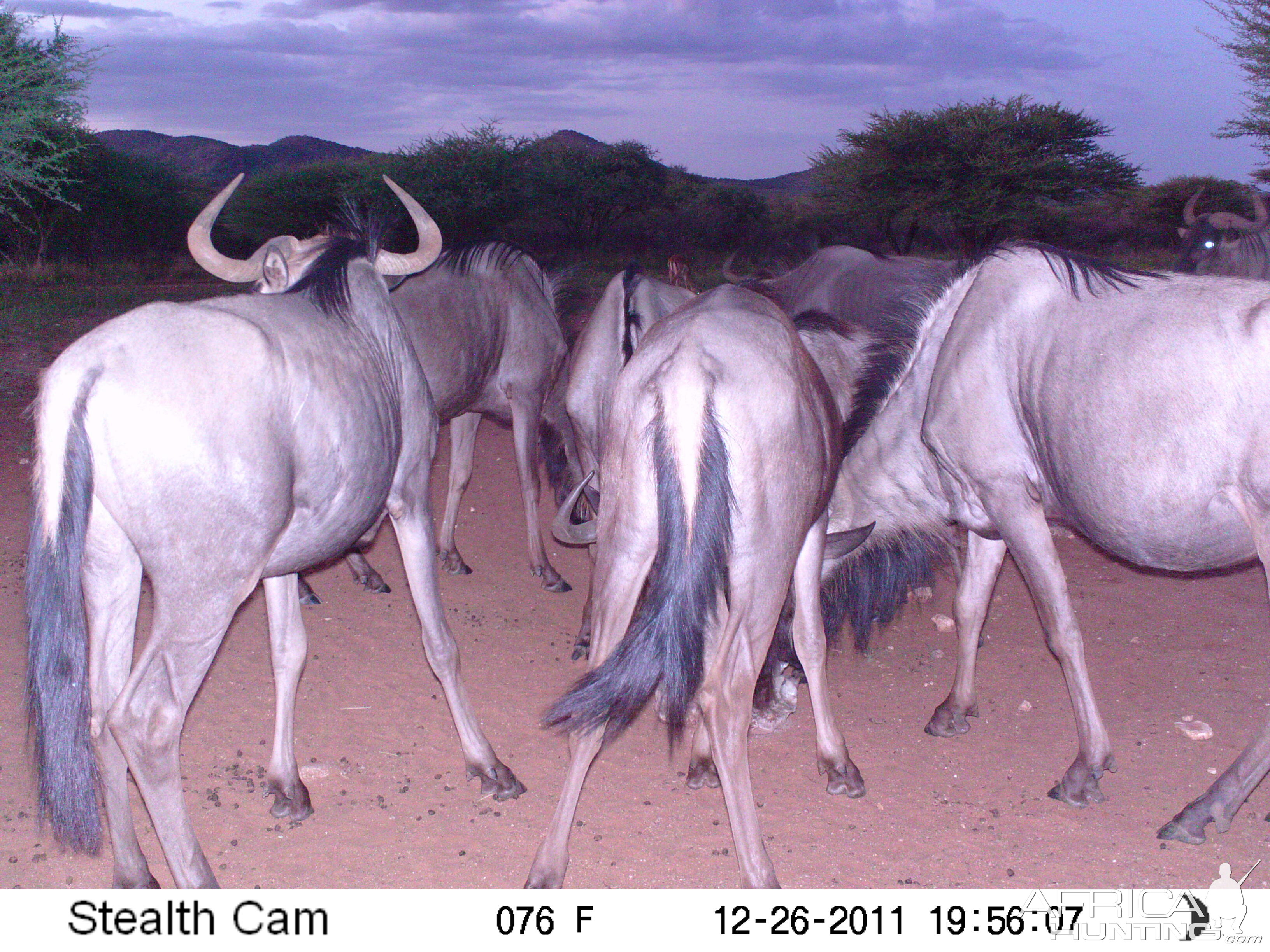 Trail Camera Namibia