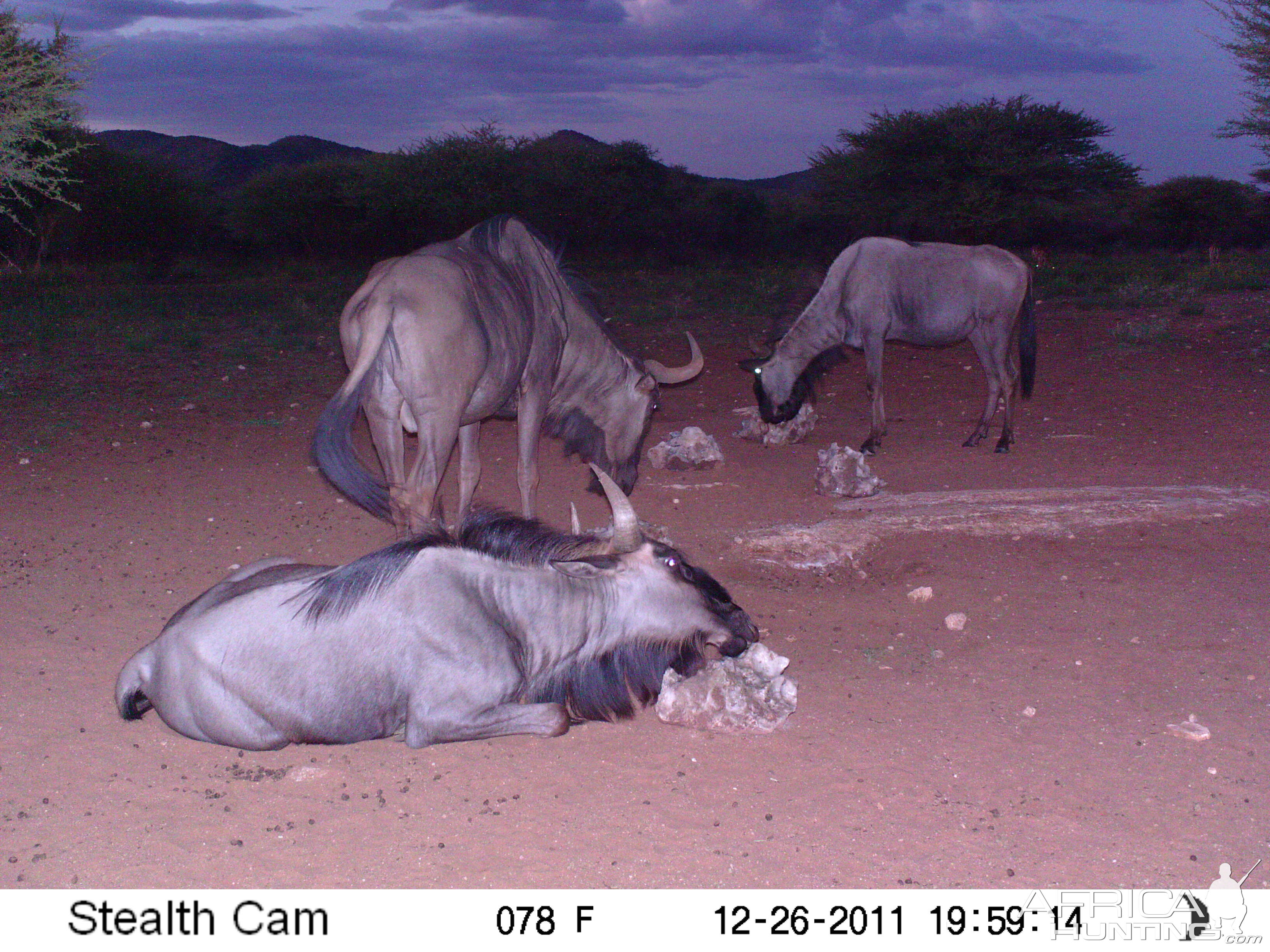 Trail Camera Namibia