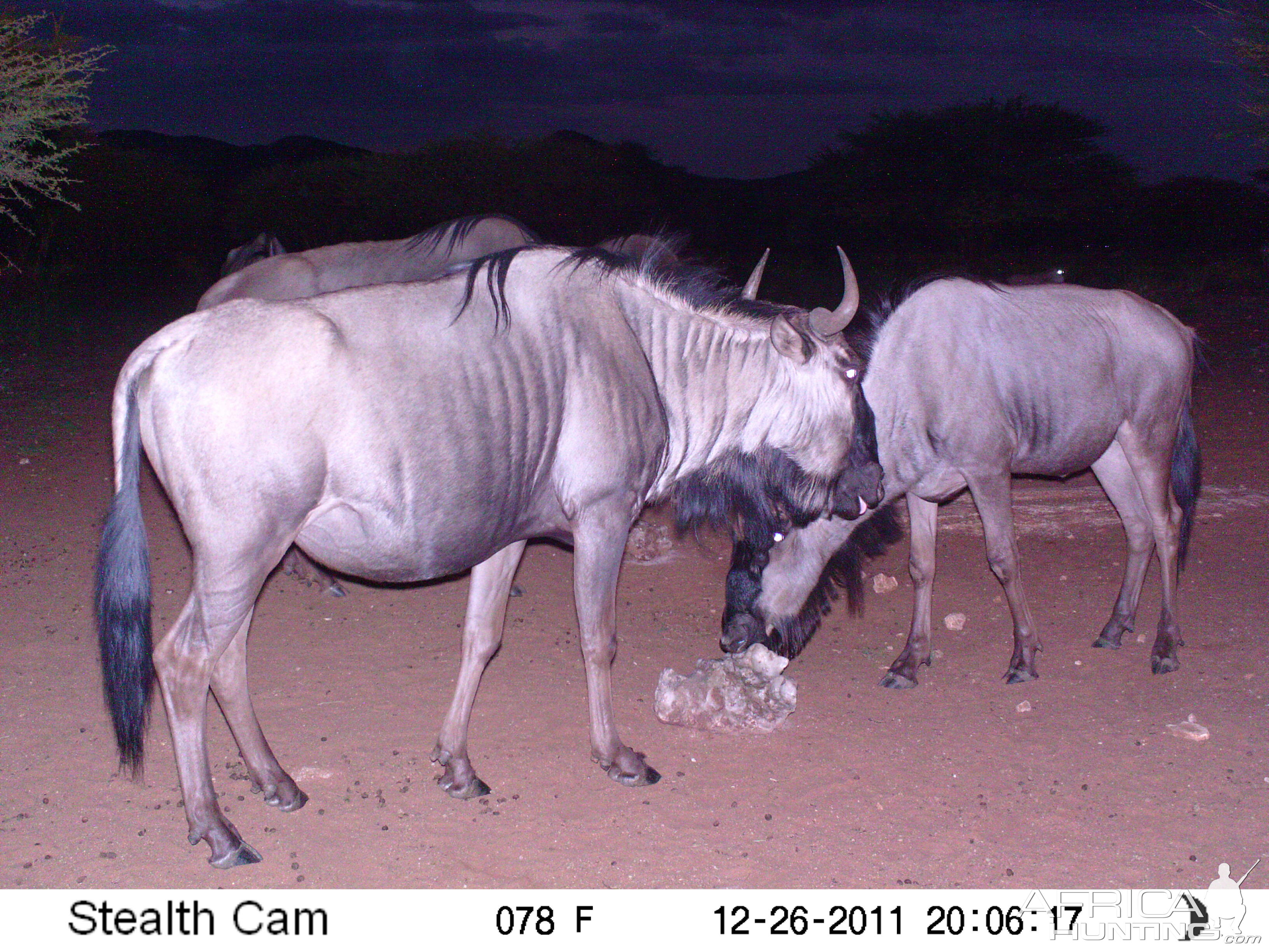 Trail Camera Namibia