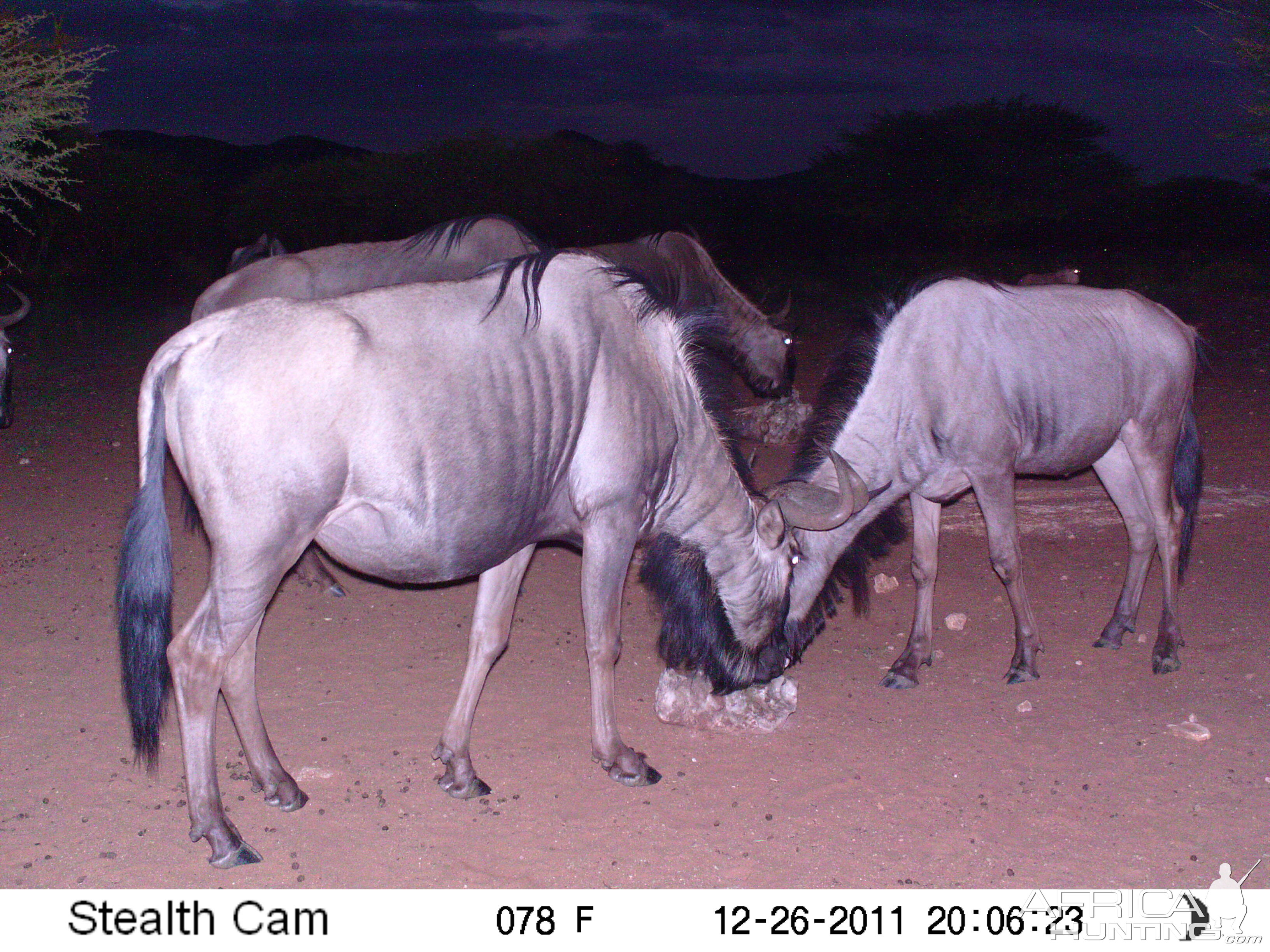 Trail Camera Namibia