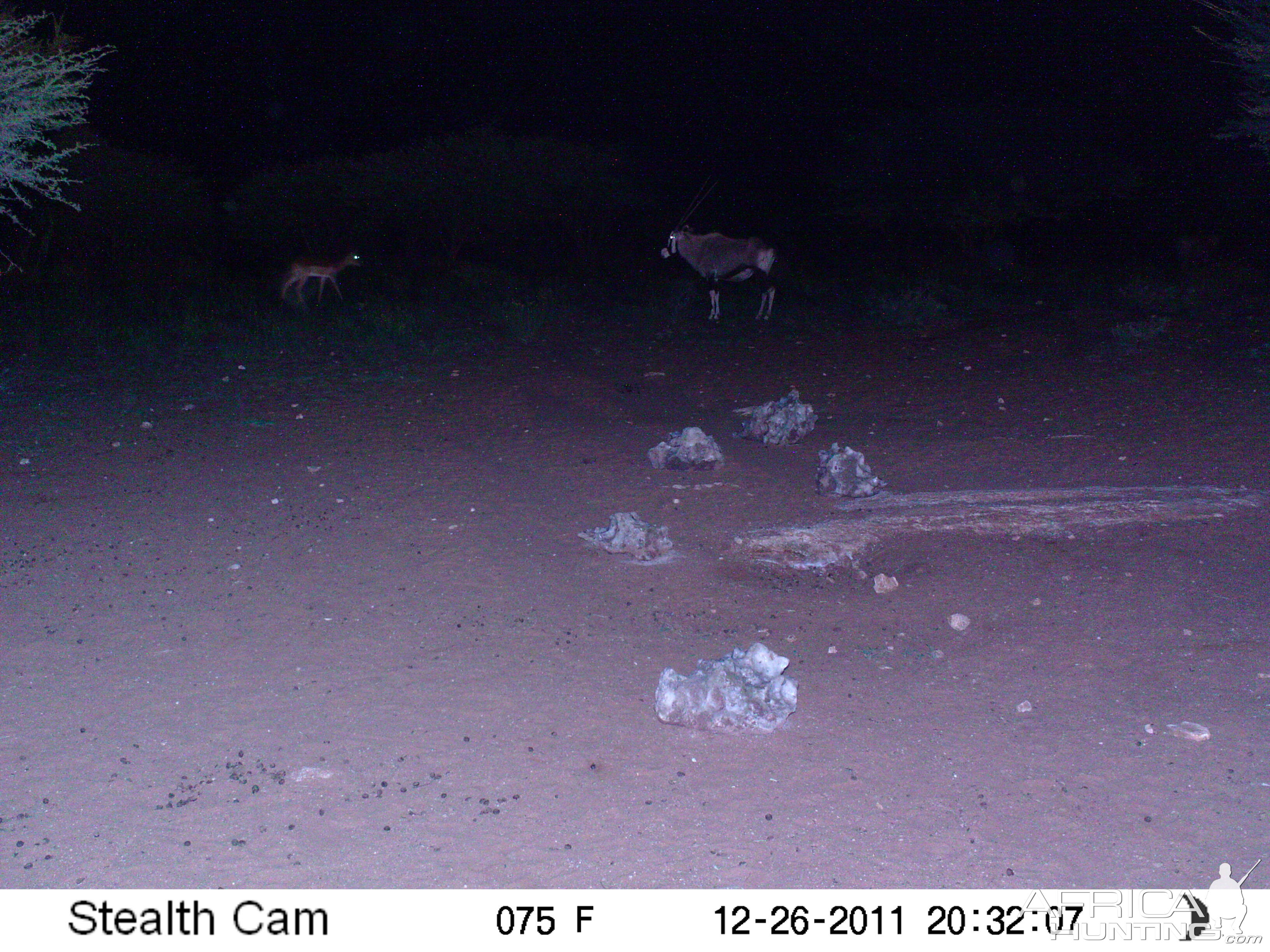 Trail Camera Namibia