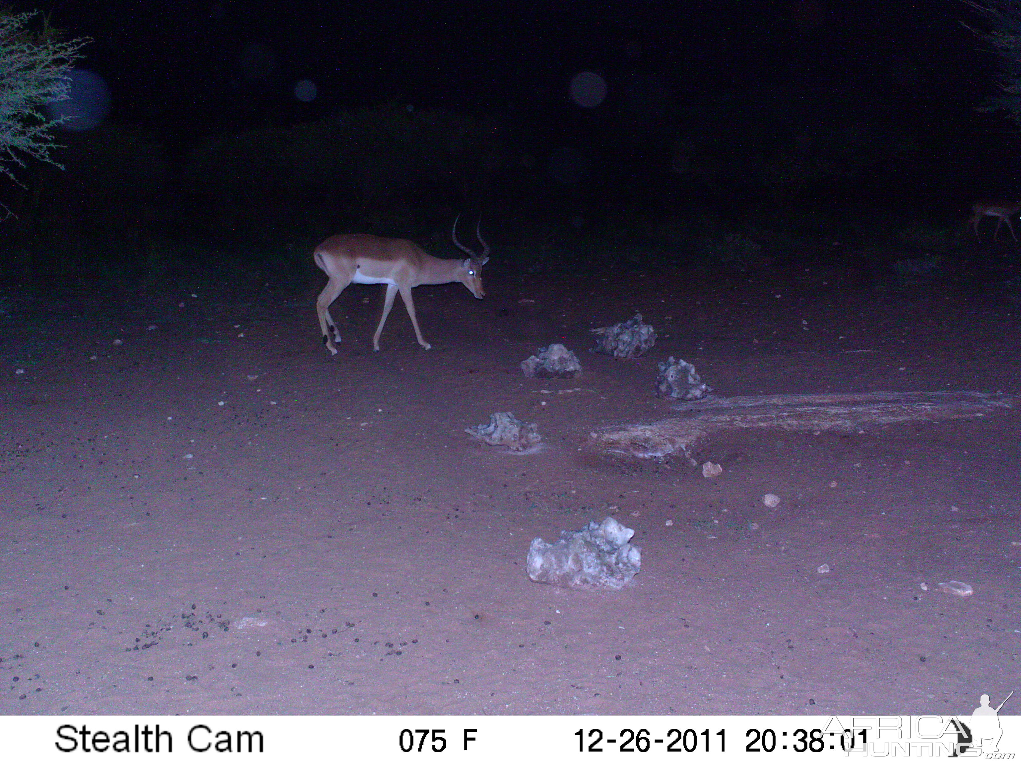 Trail Camera Namibia