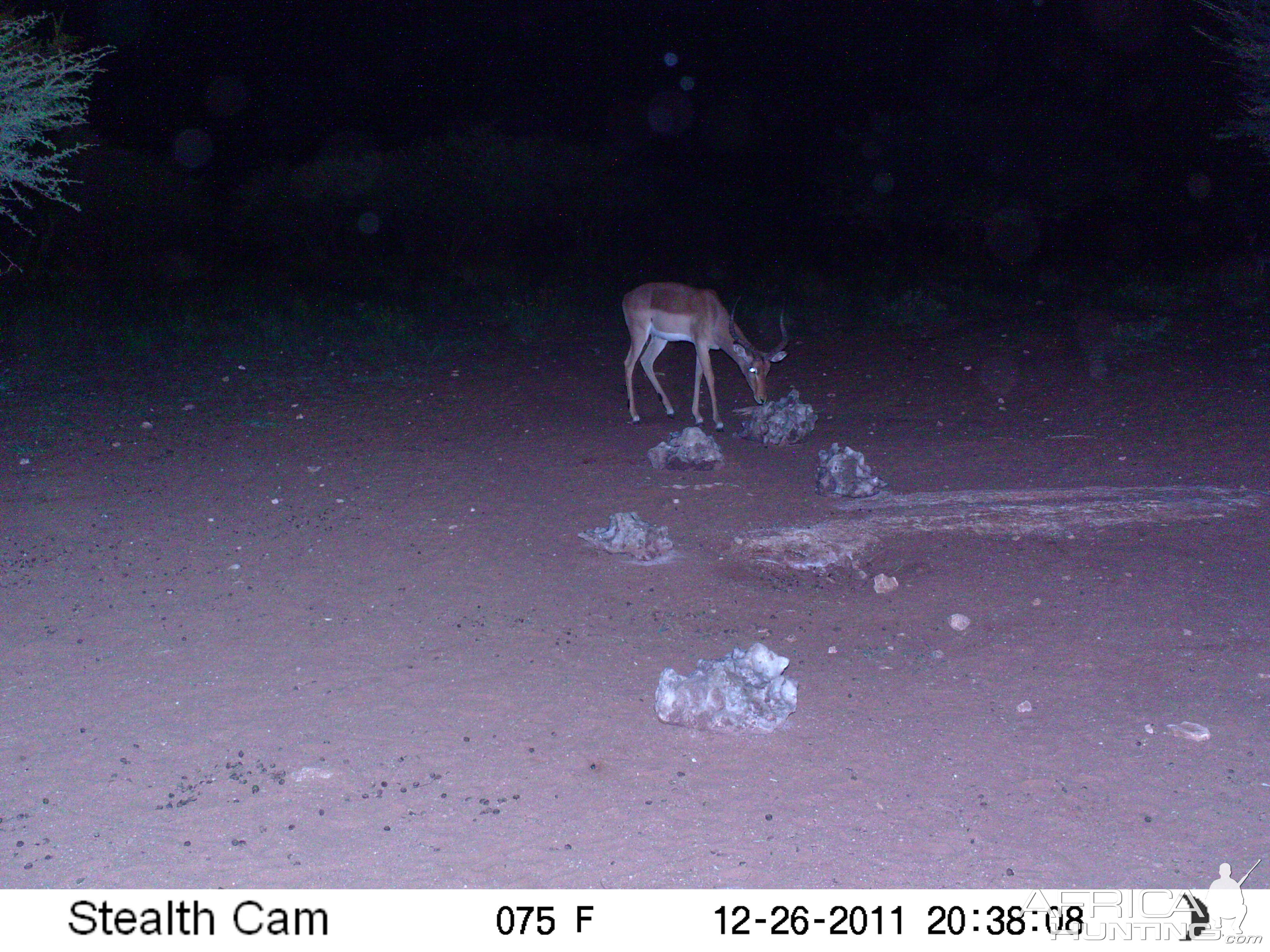 Trail Camera Namibia