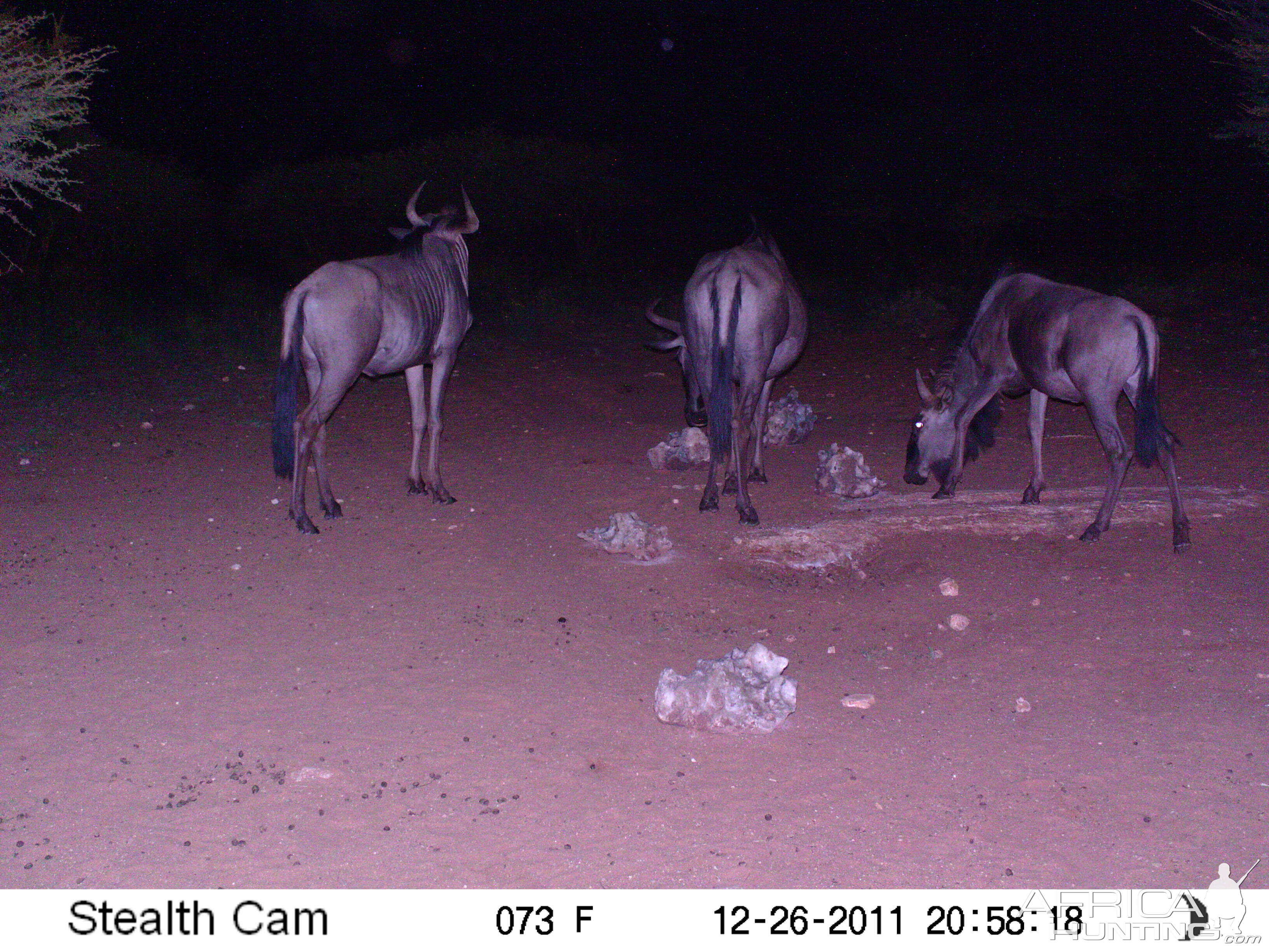 Trail Camera Namibia