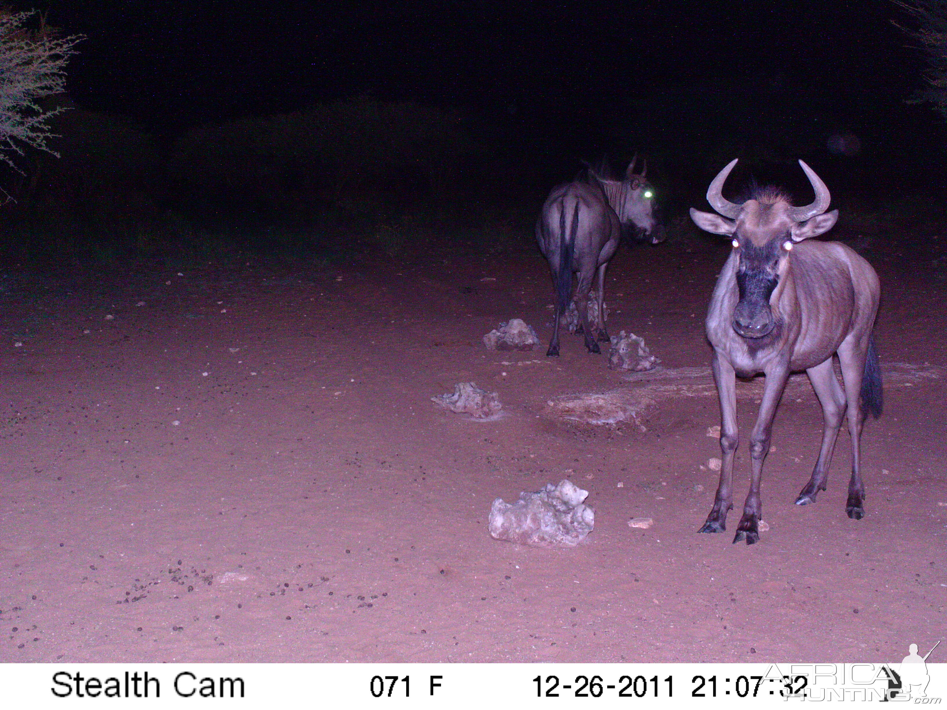 Trail Camera Namibia