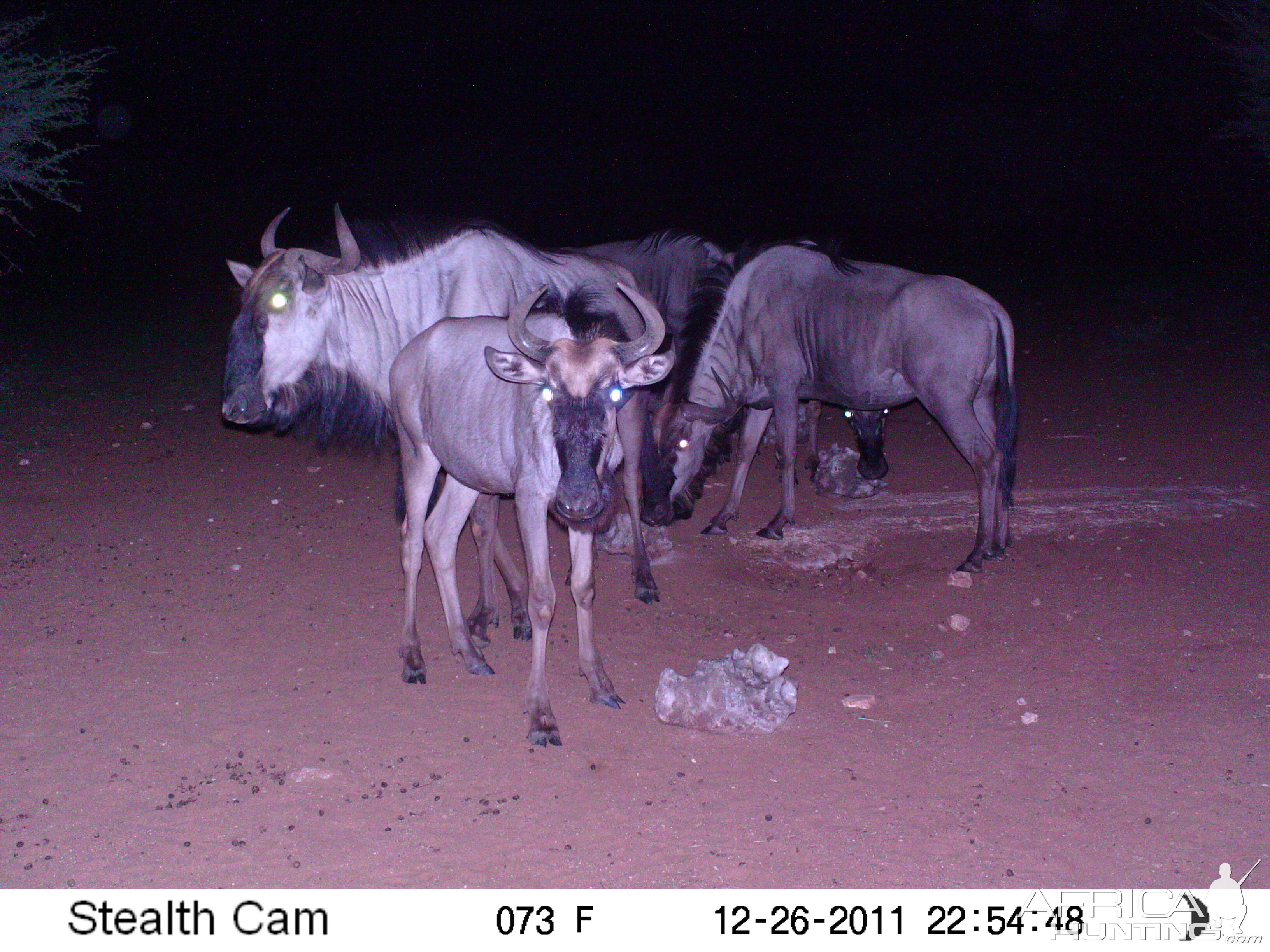 Trail Camera Namibia