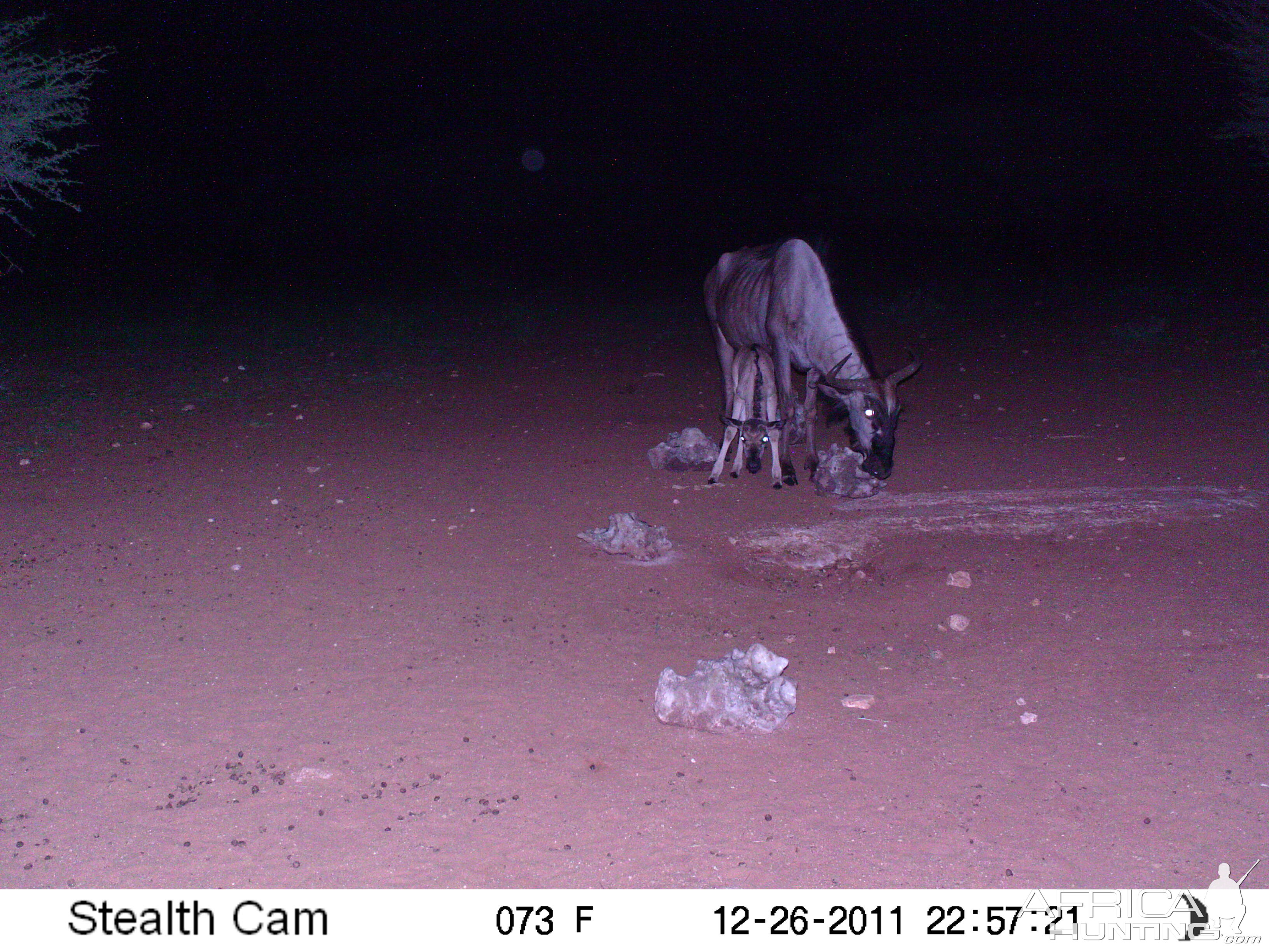 Trail Camera Namibia