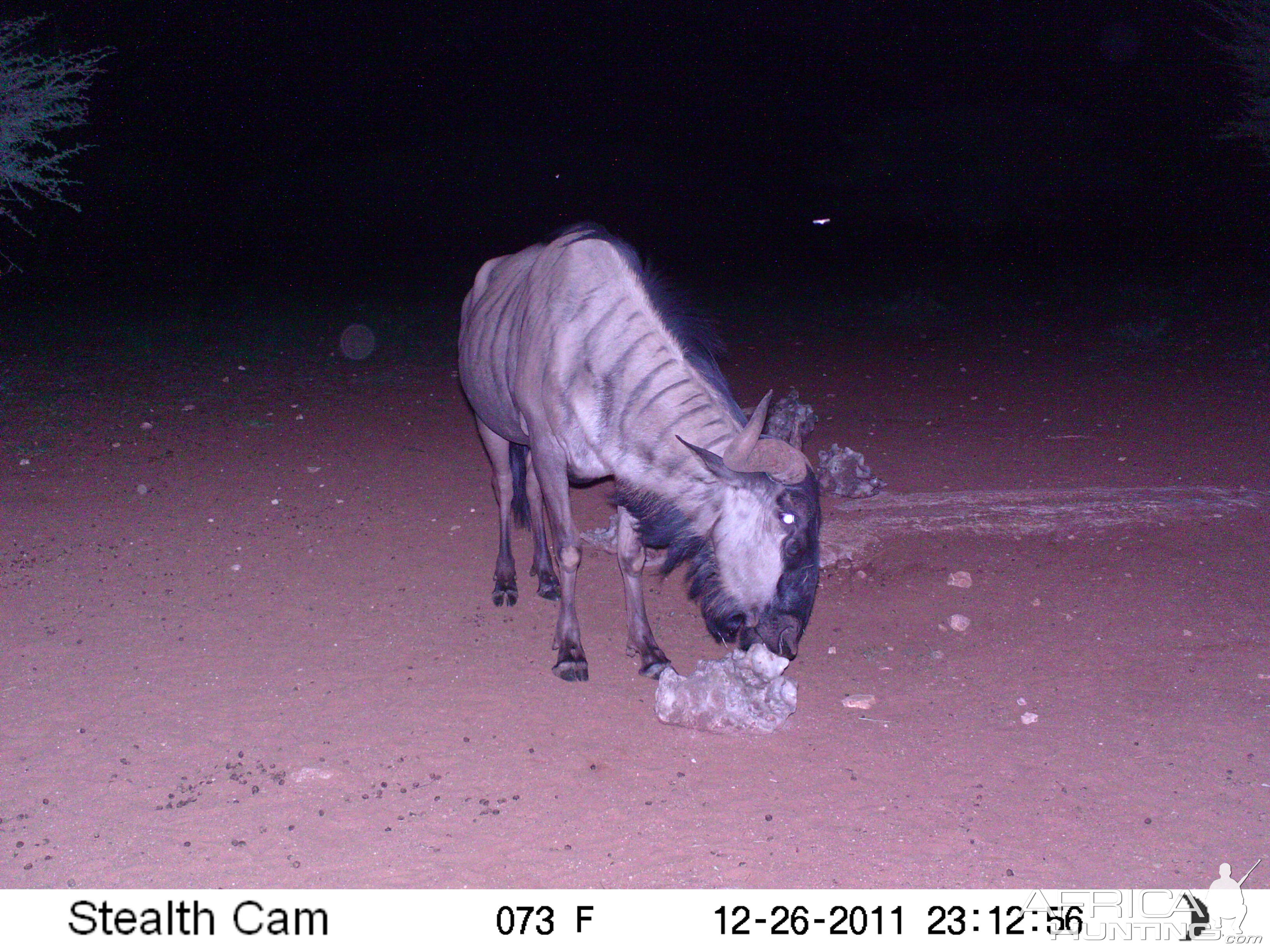 Trail Camera Namibia