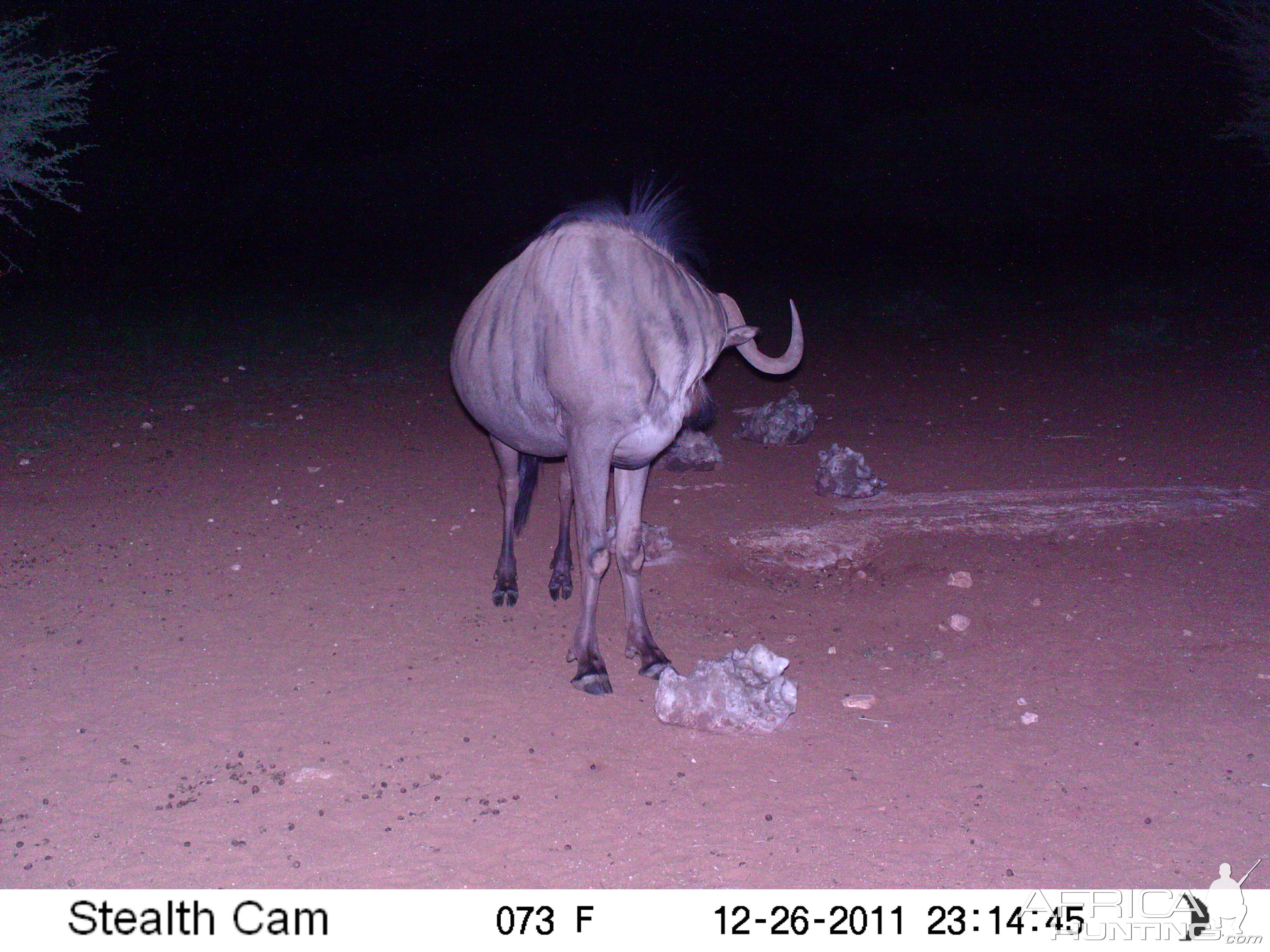 Trail Camera Namibia