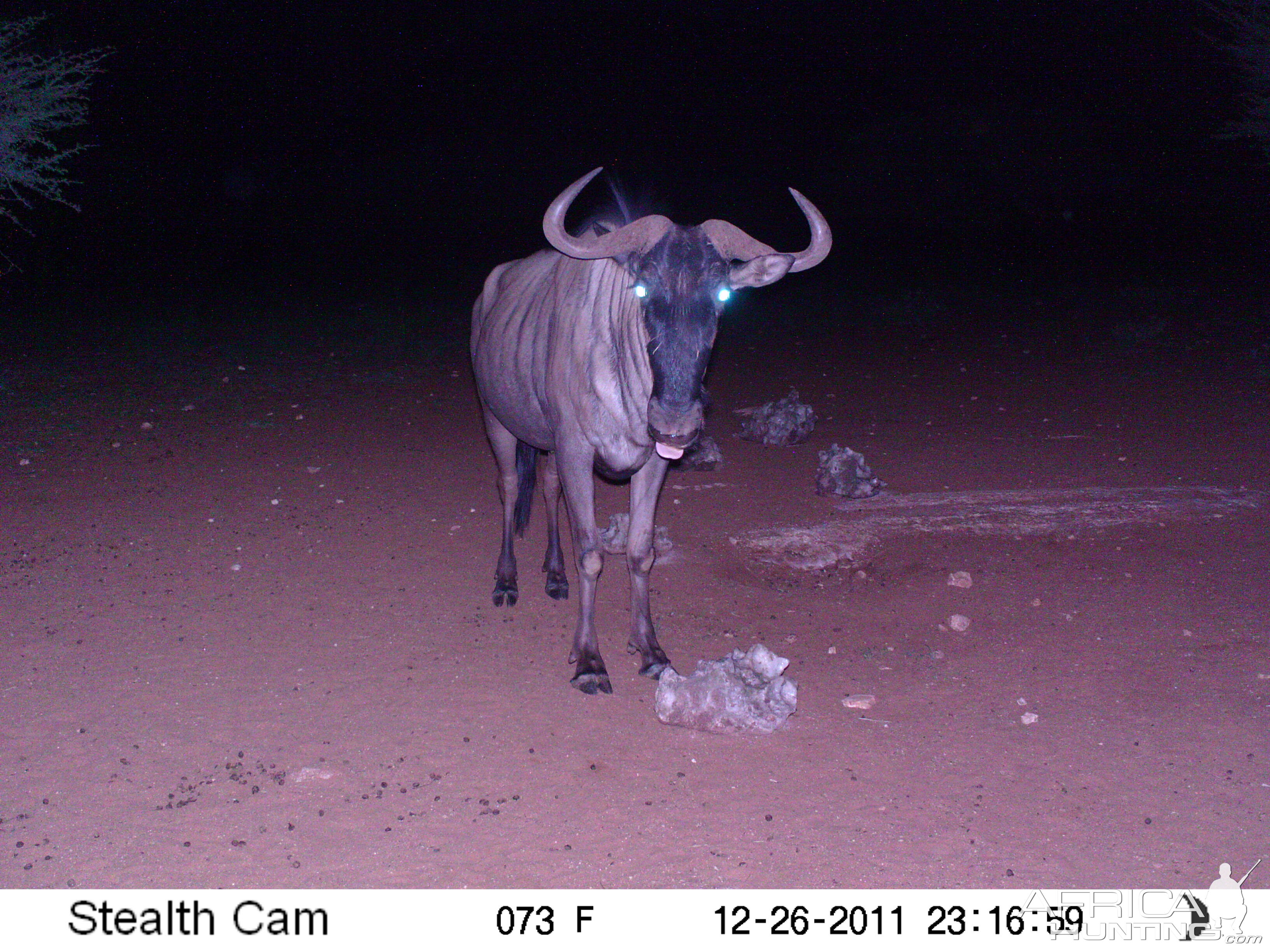 Trail Camera Namibia