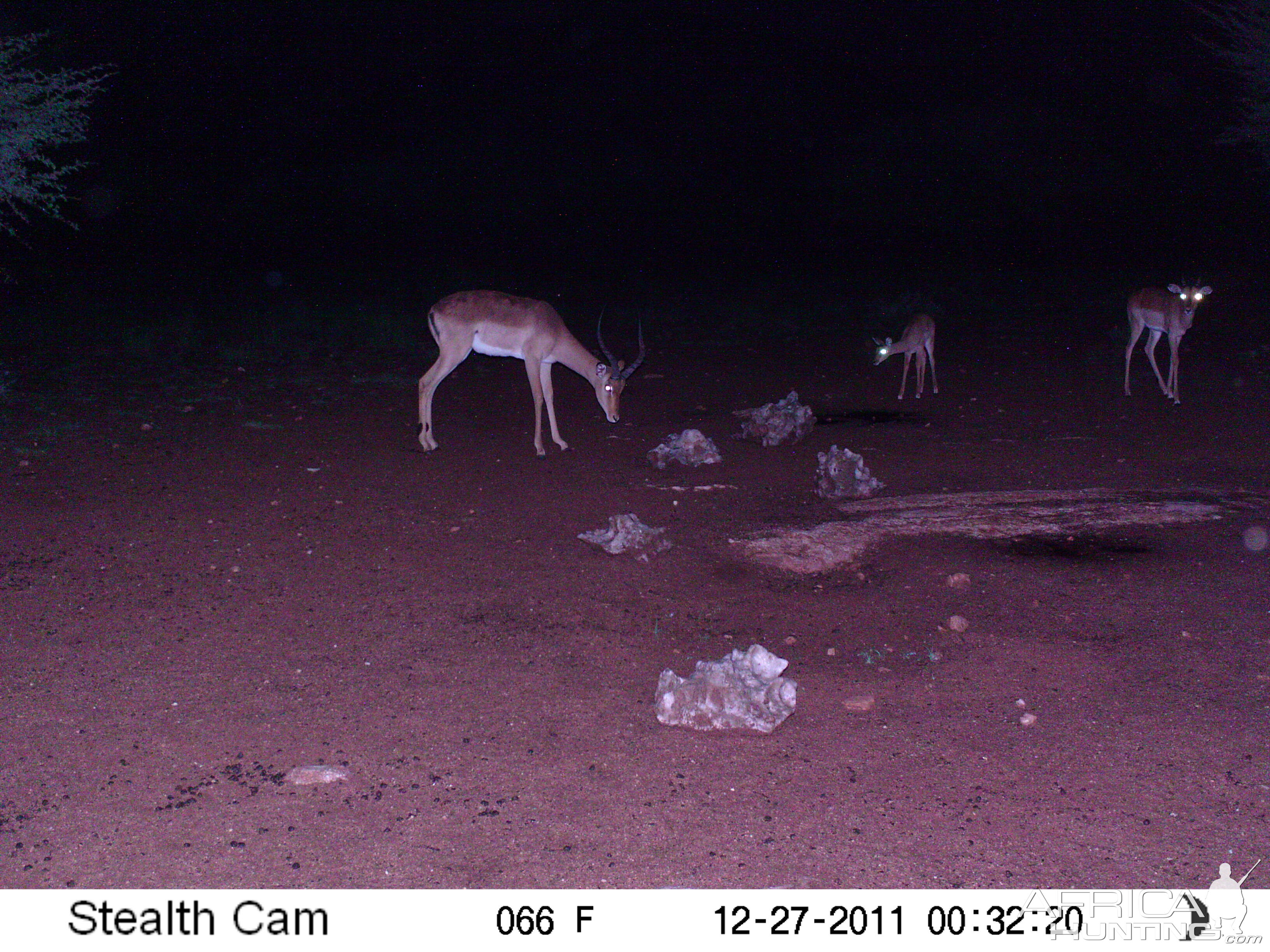 Trail Camera Namibia