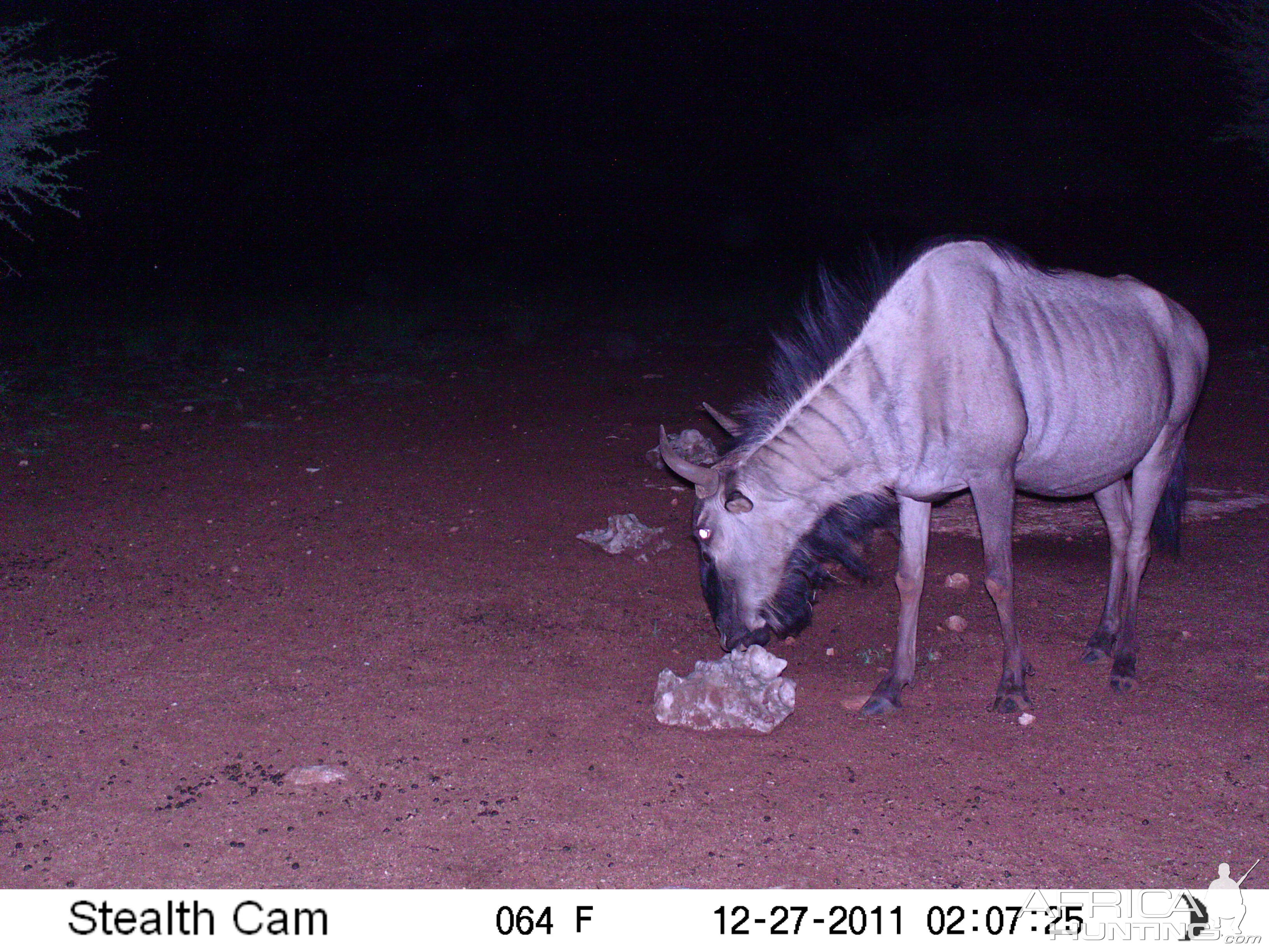 Trail Camera Namibia