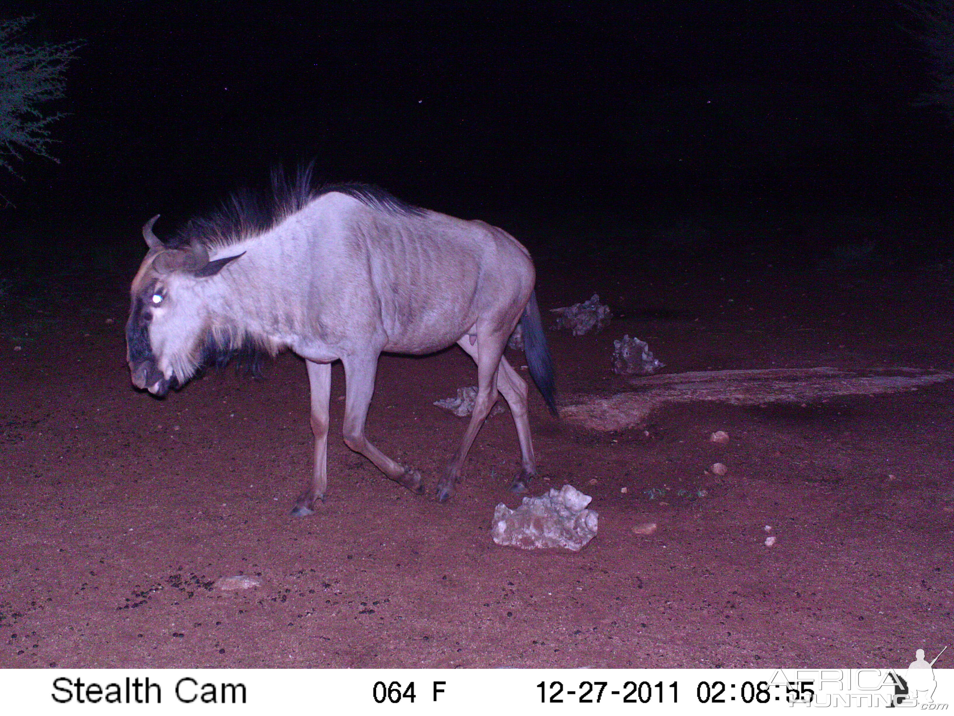 Trail Camera Namibia