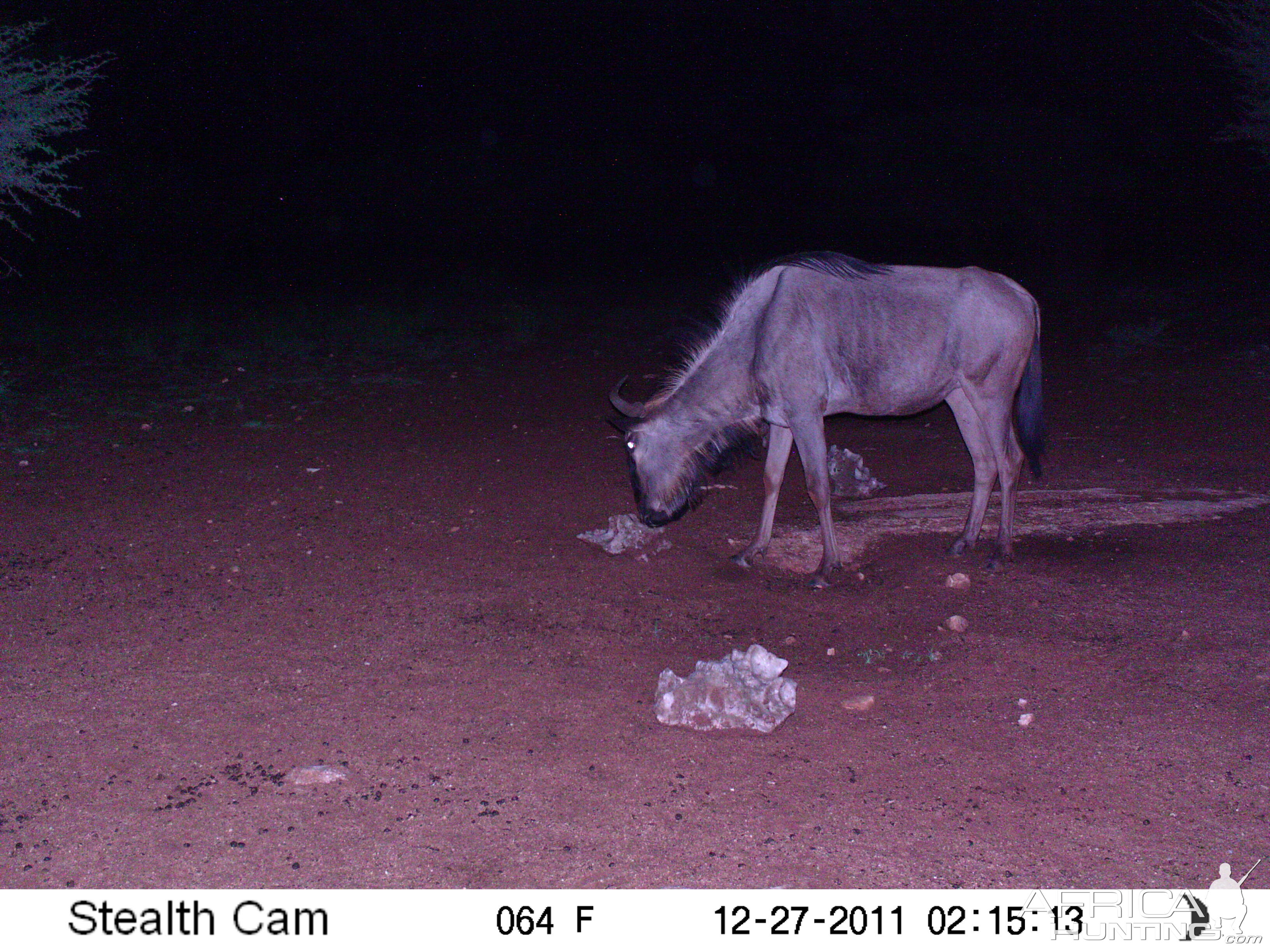 Trail Camera Namibia