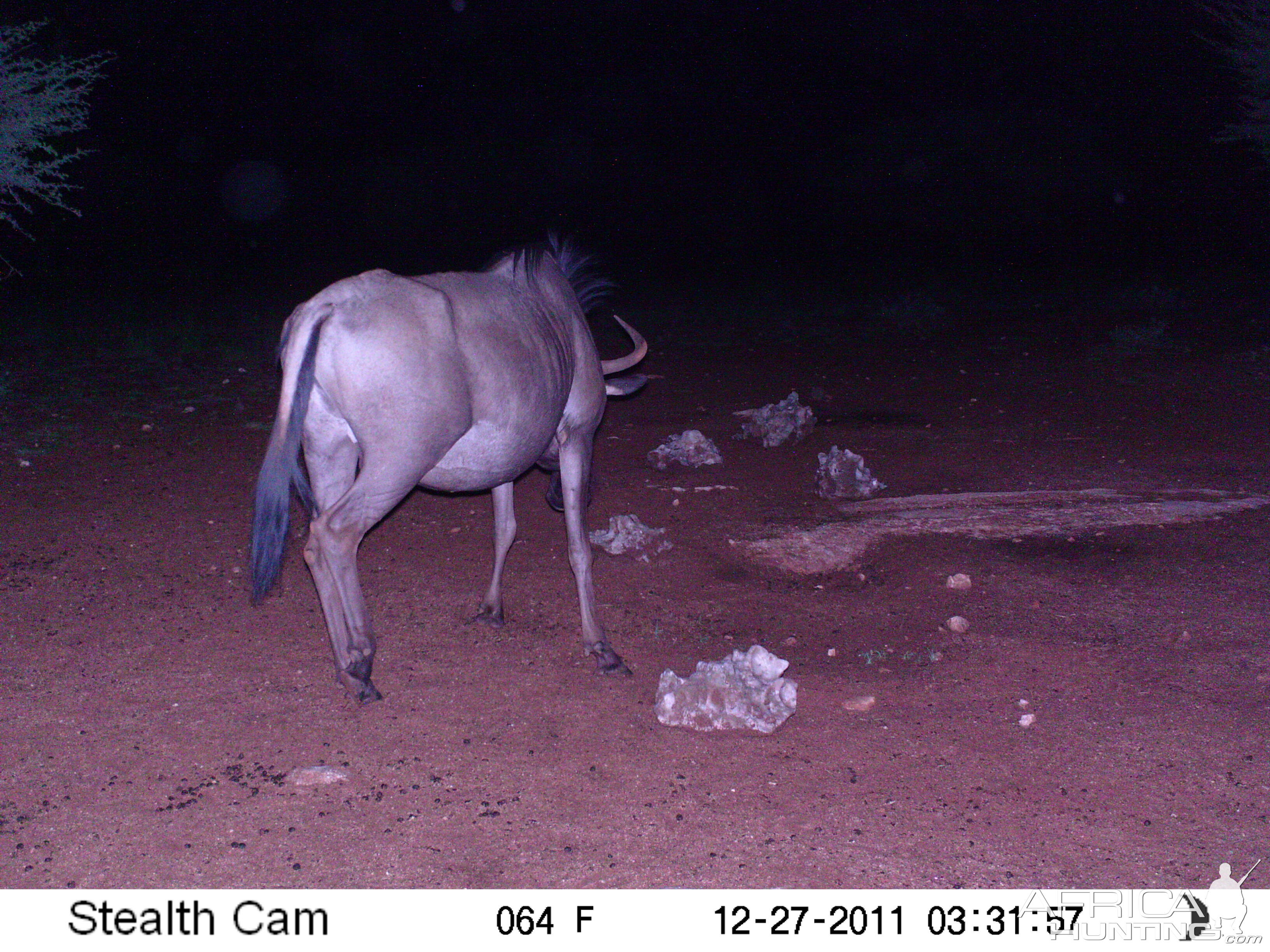 Trail Camera Namibia