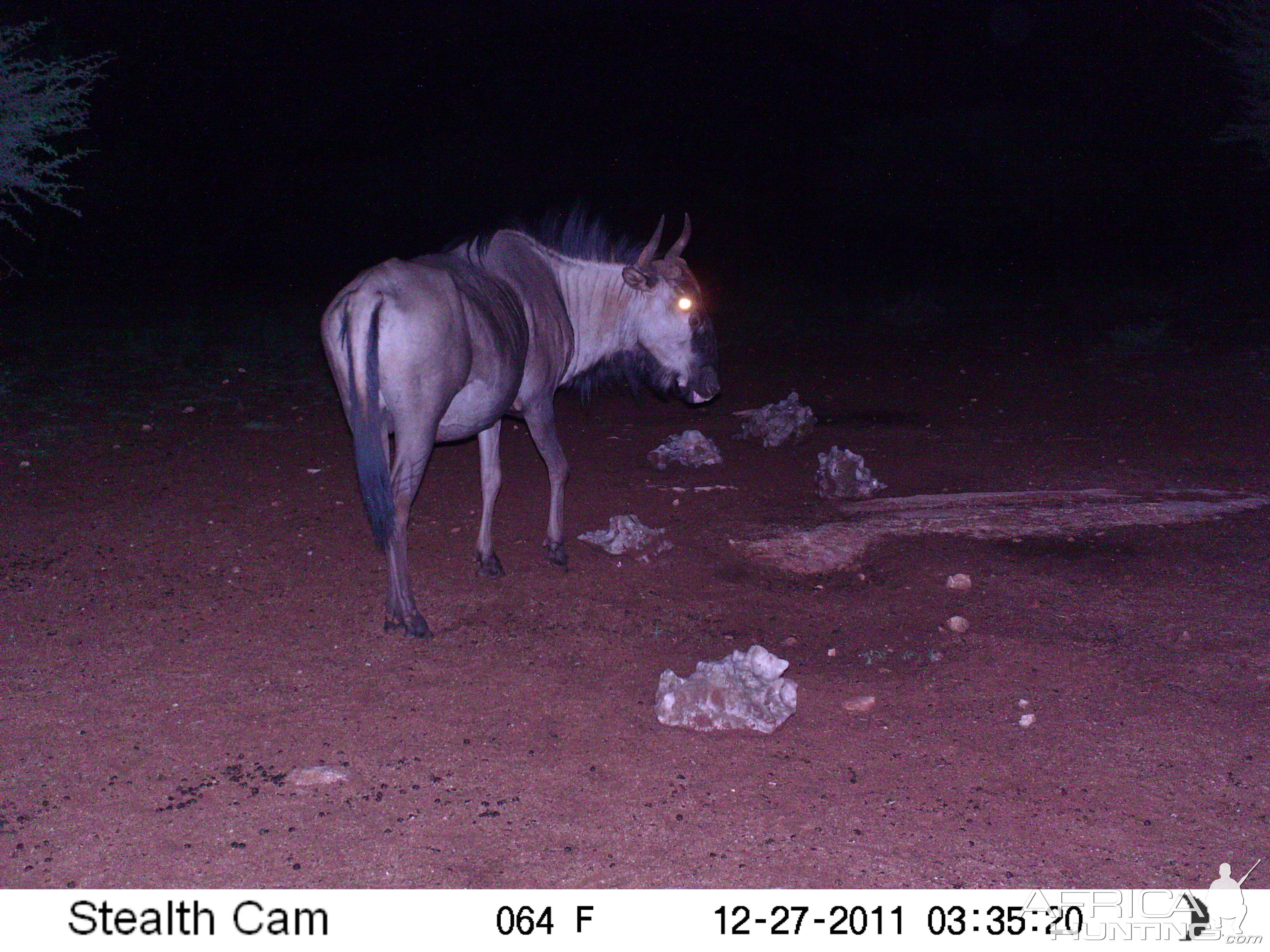 Trail Camera Namibia