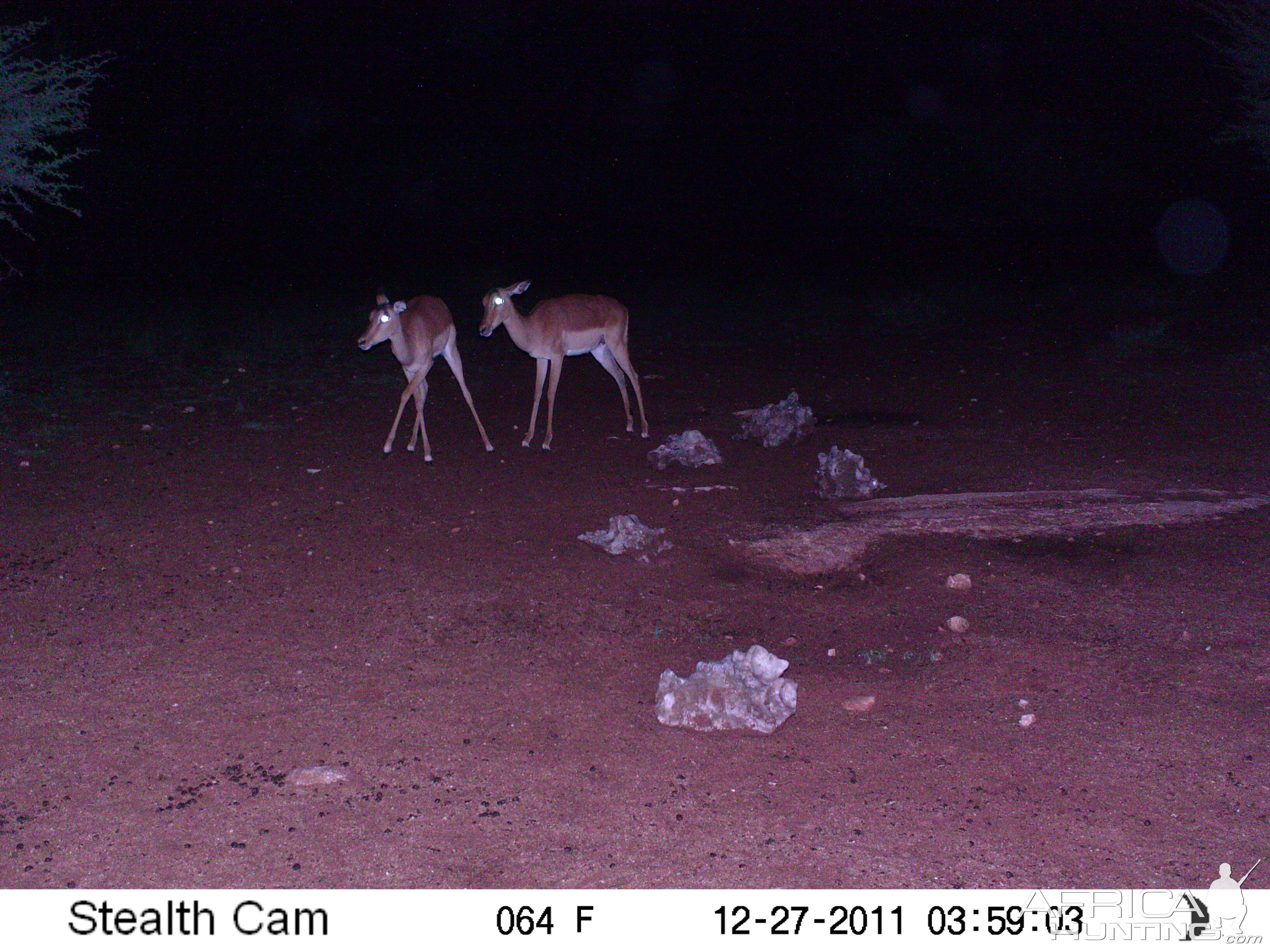 Trail Camera Namibia