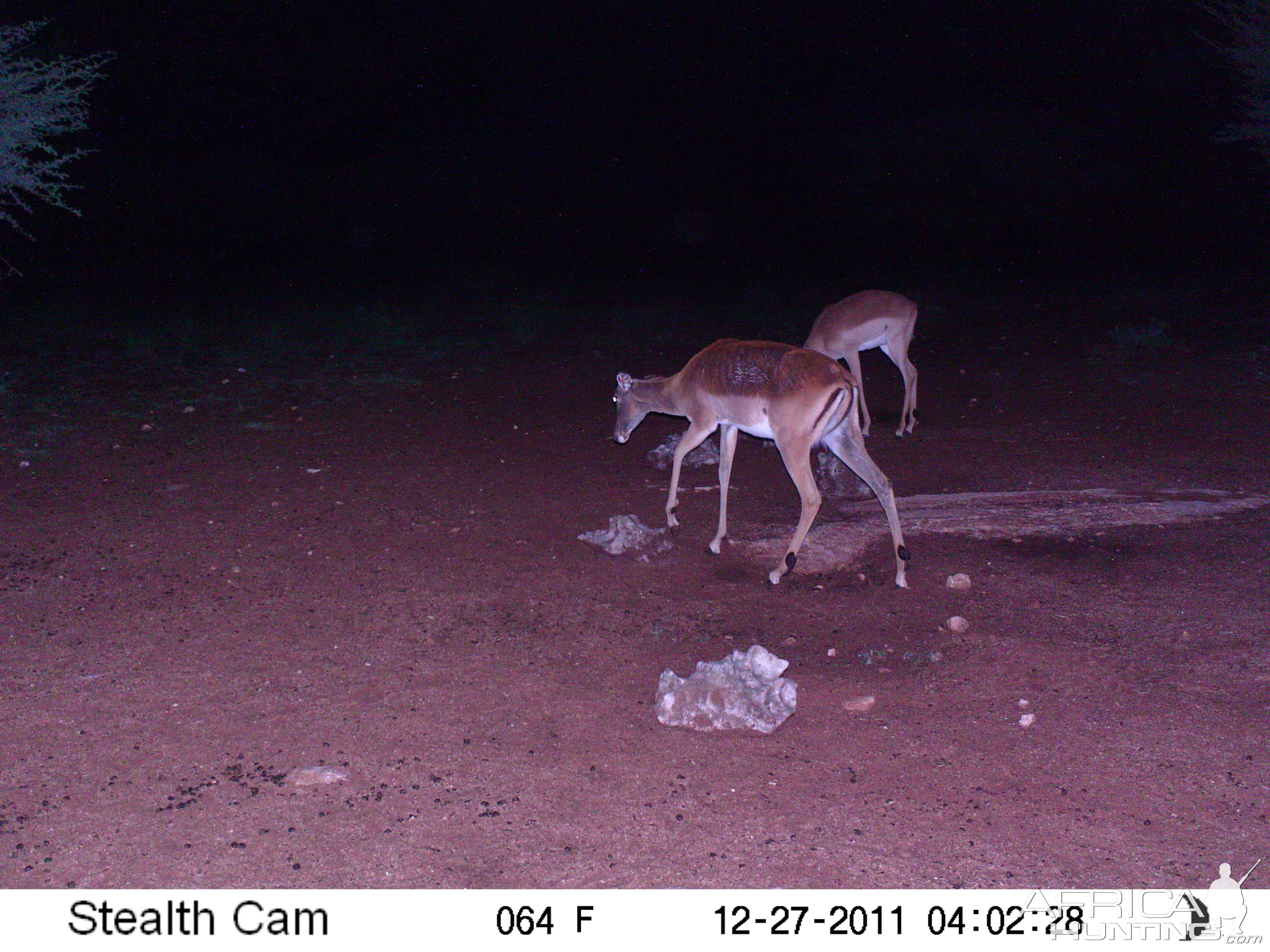 Trail Camera Namibia