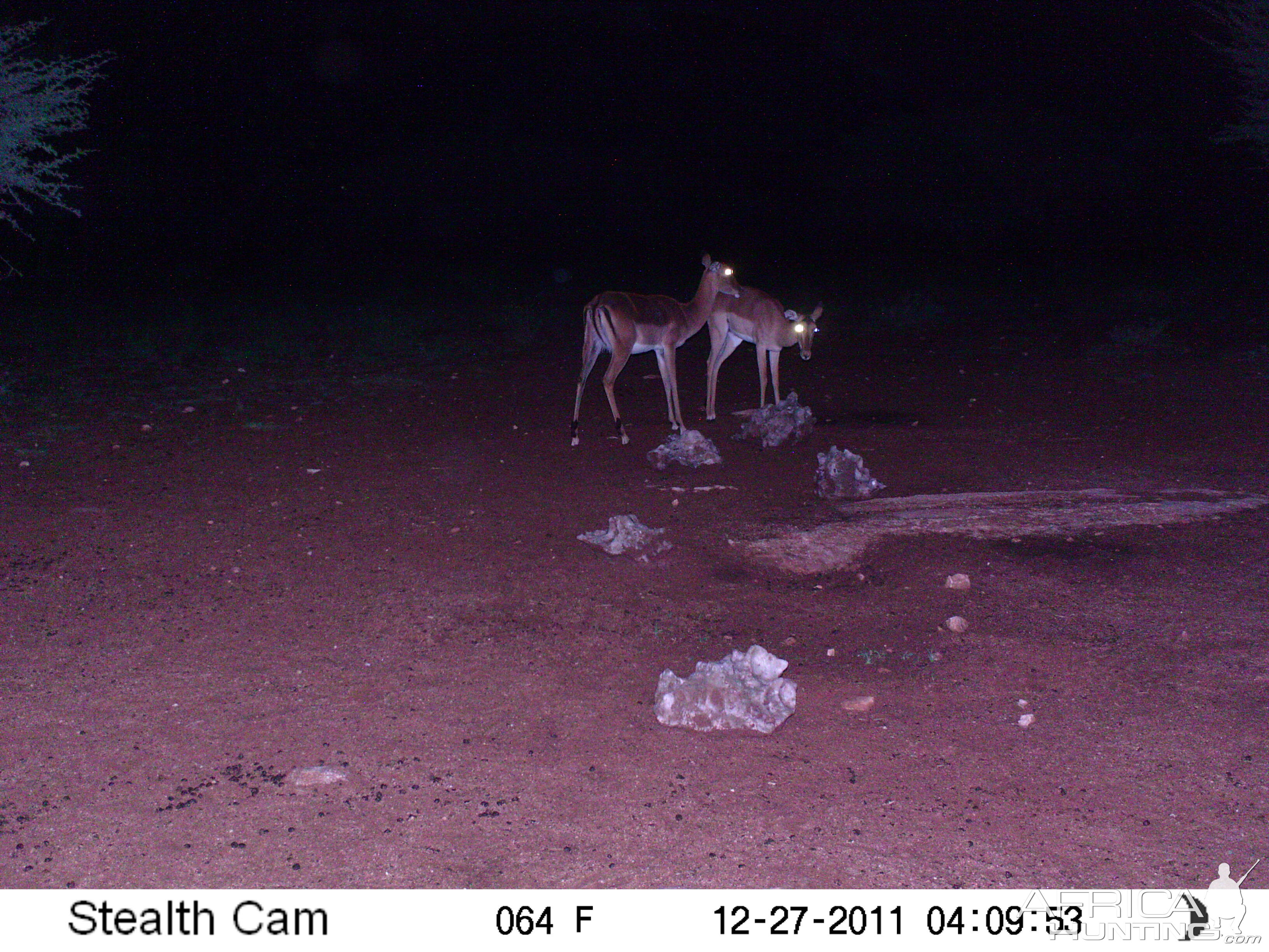 Trail Camera Namibia