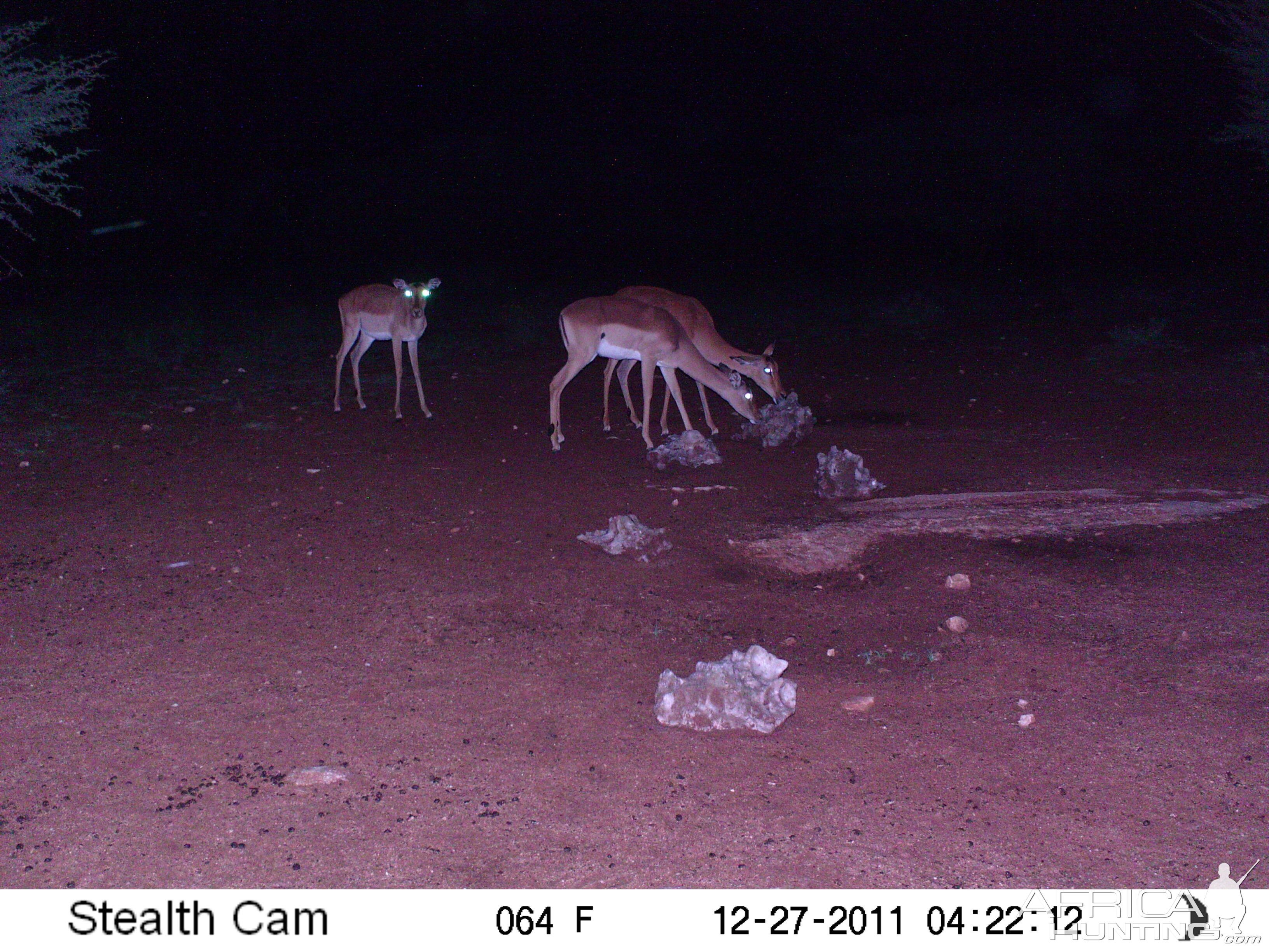 Trail Camera Namibia