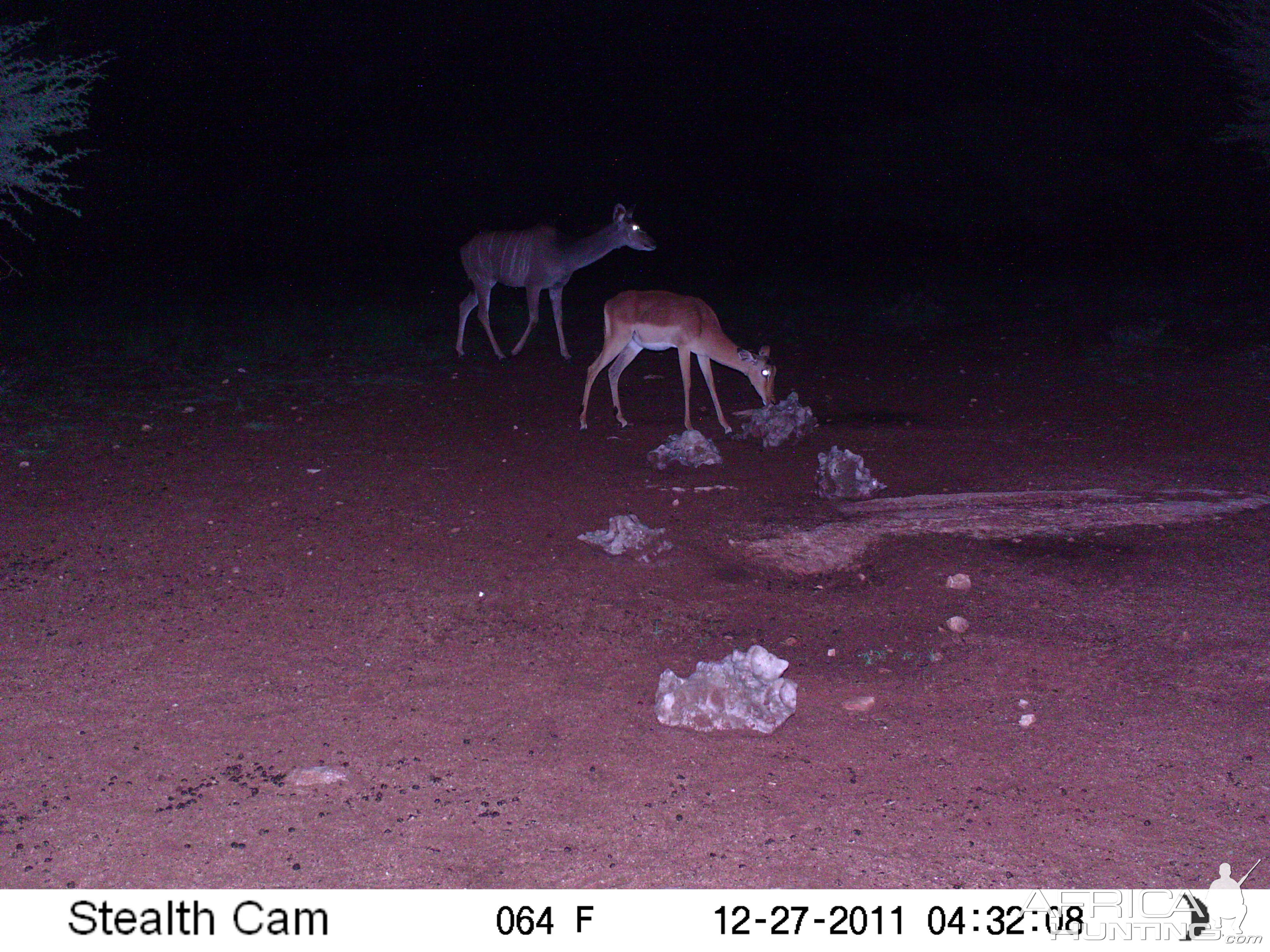 Trail Camera Namibia