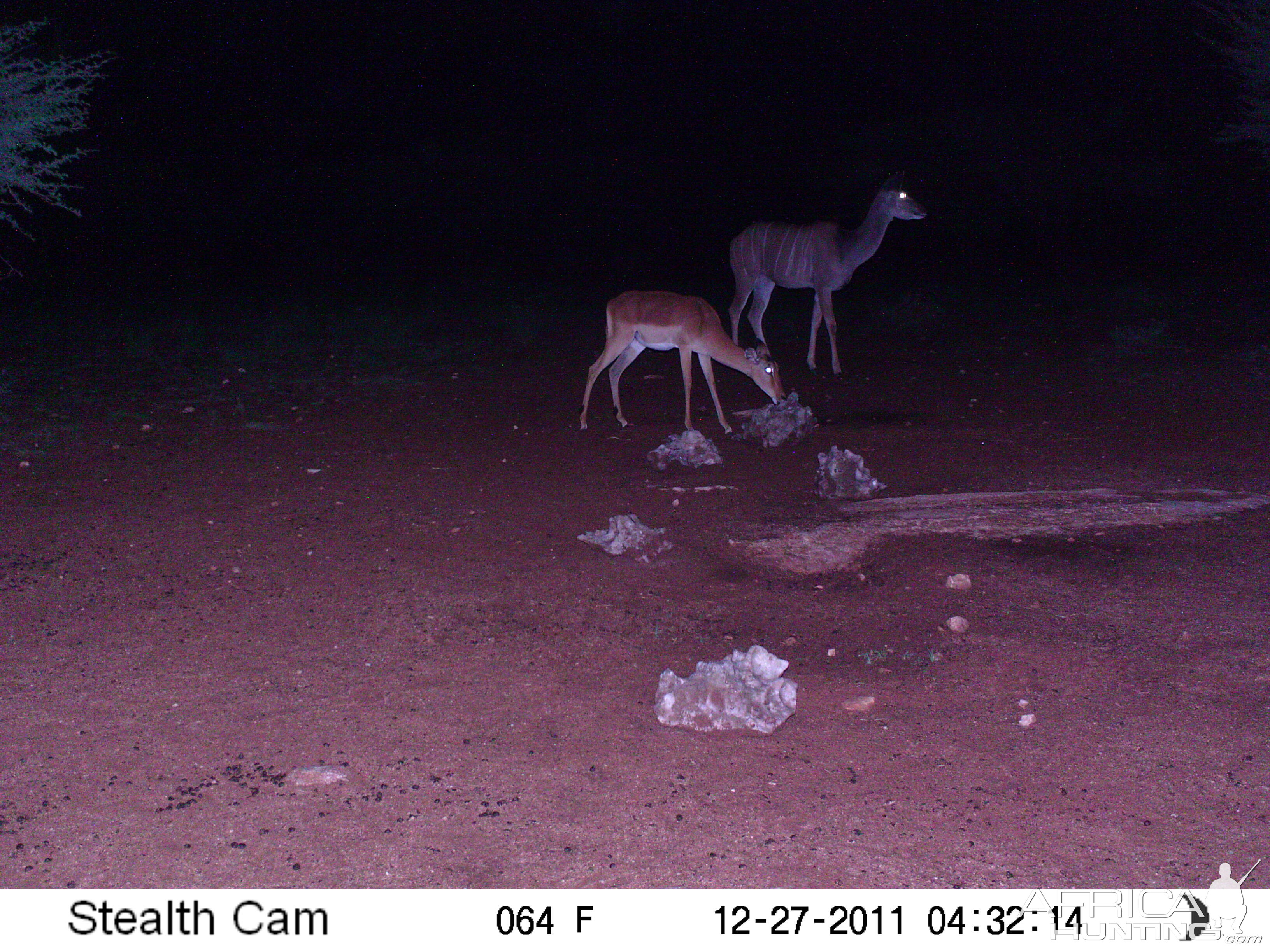 Trail Camera Namibia