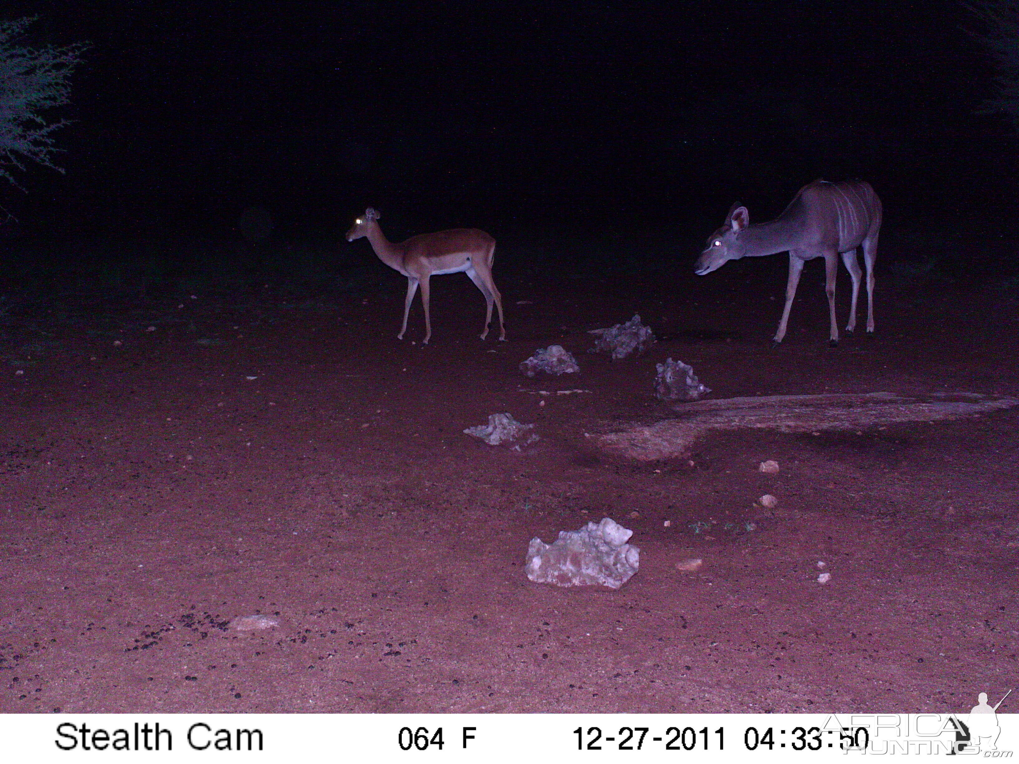 Trail Camera Namibia