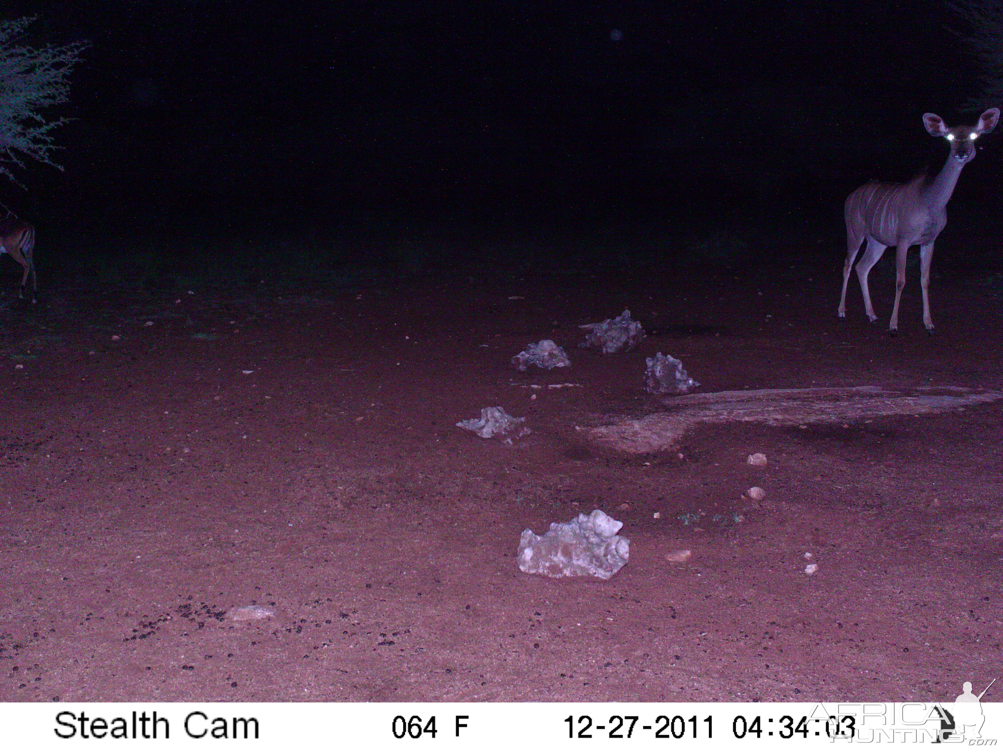 Trail Camera Namibia