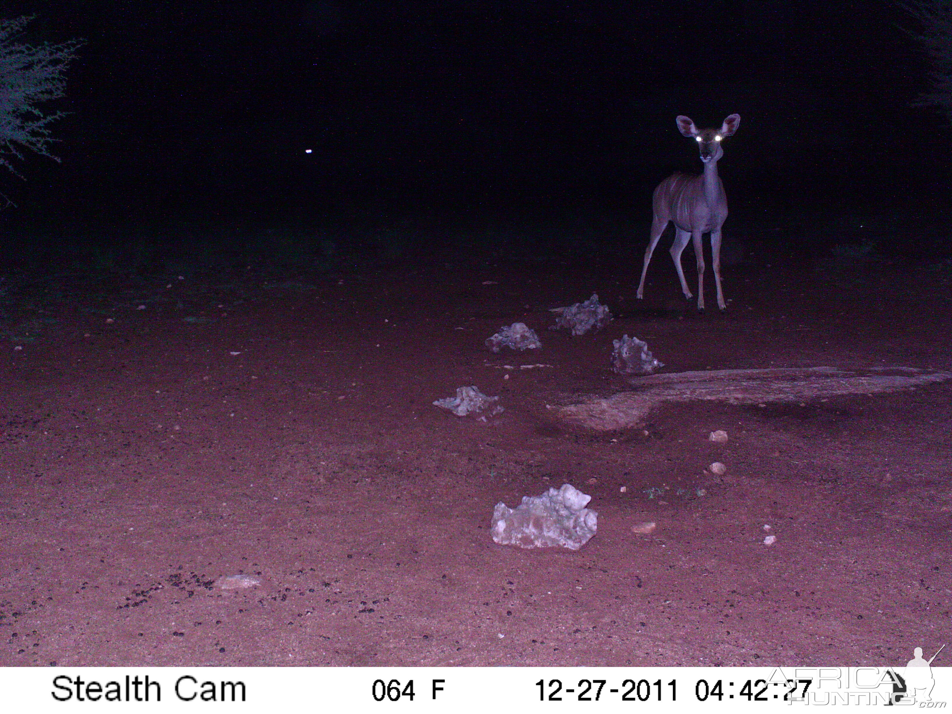 Trail Camera Namibia