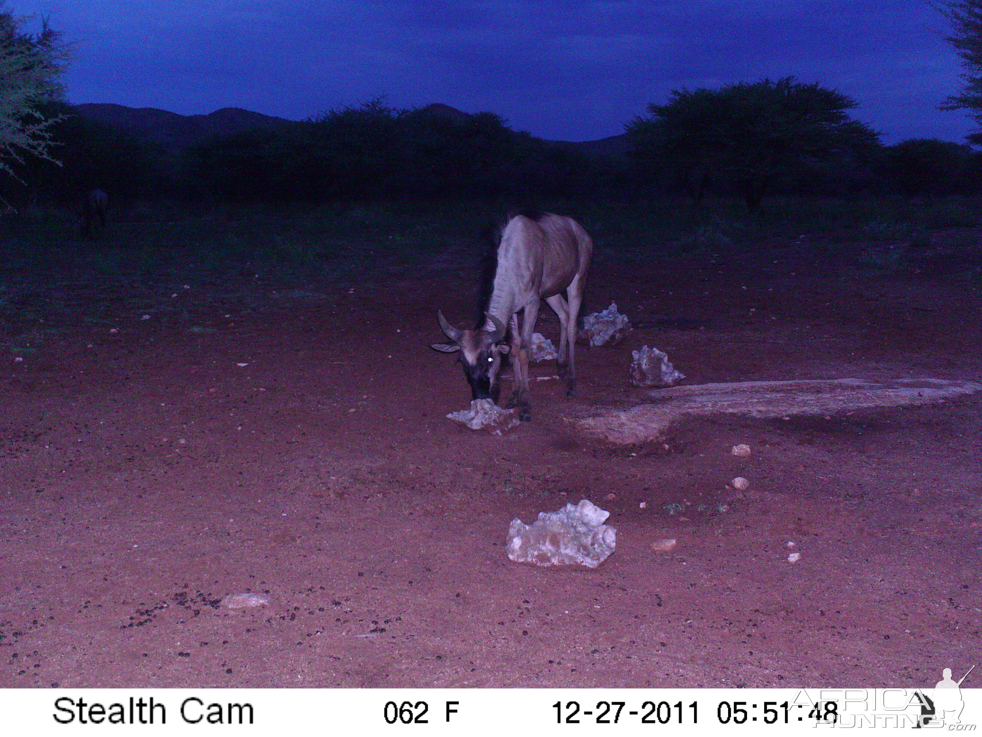 Trail Camera Namibia